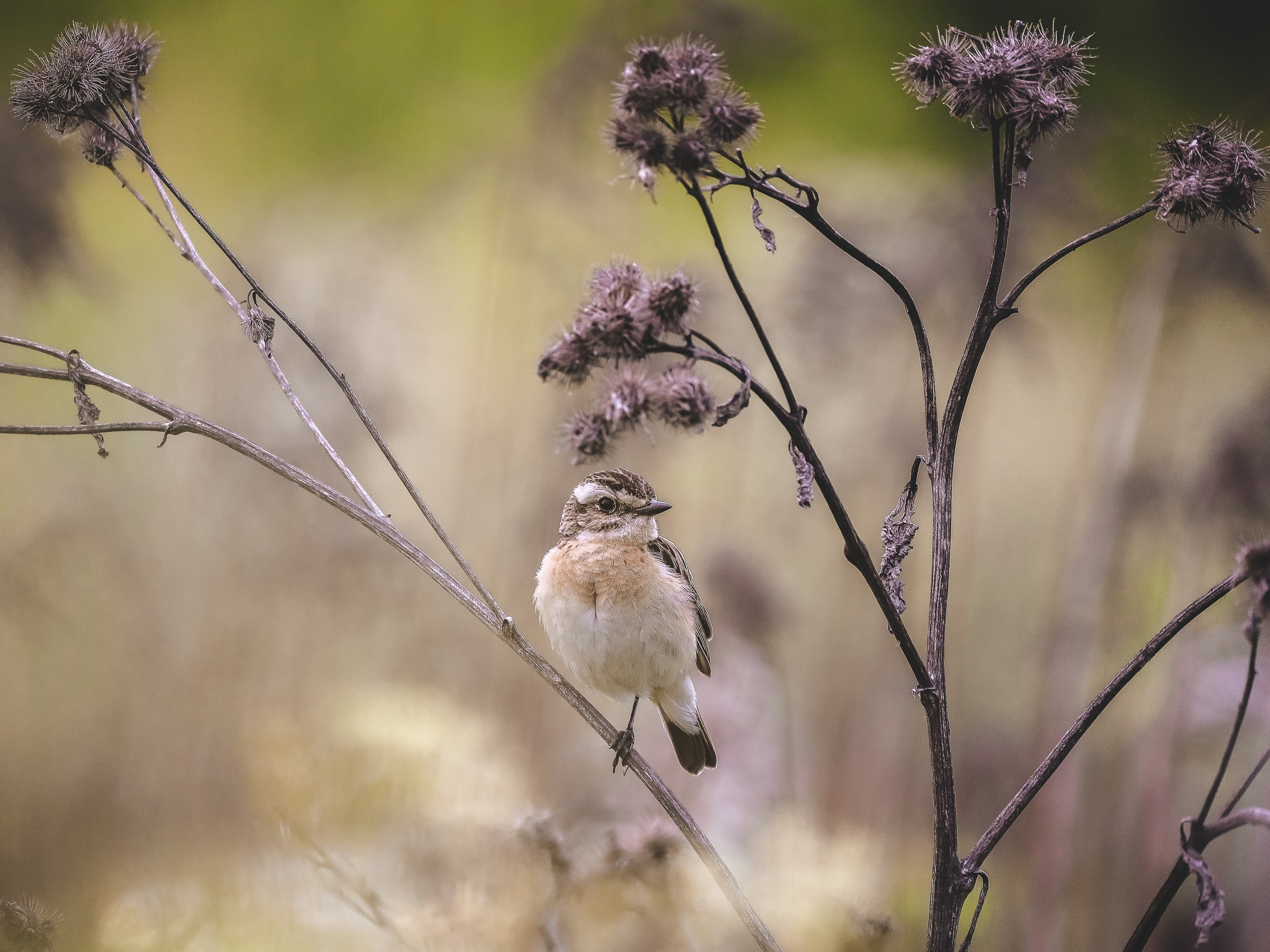 Луговой чекан с коричнево-белым оперением