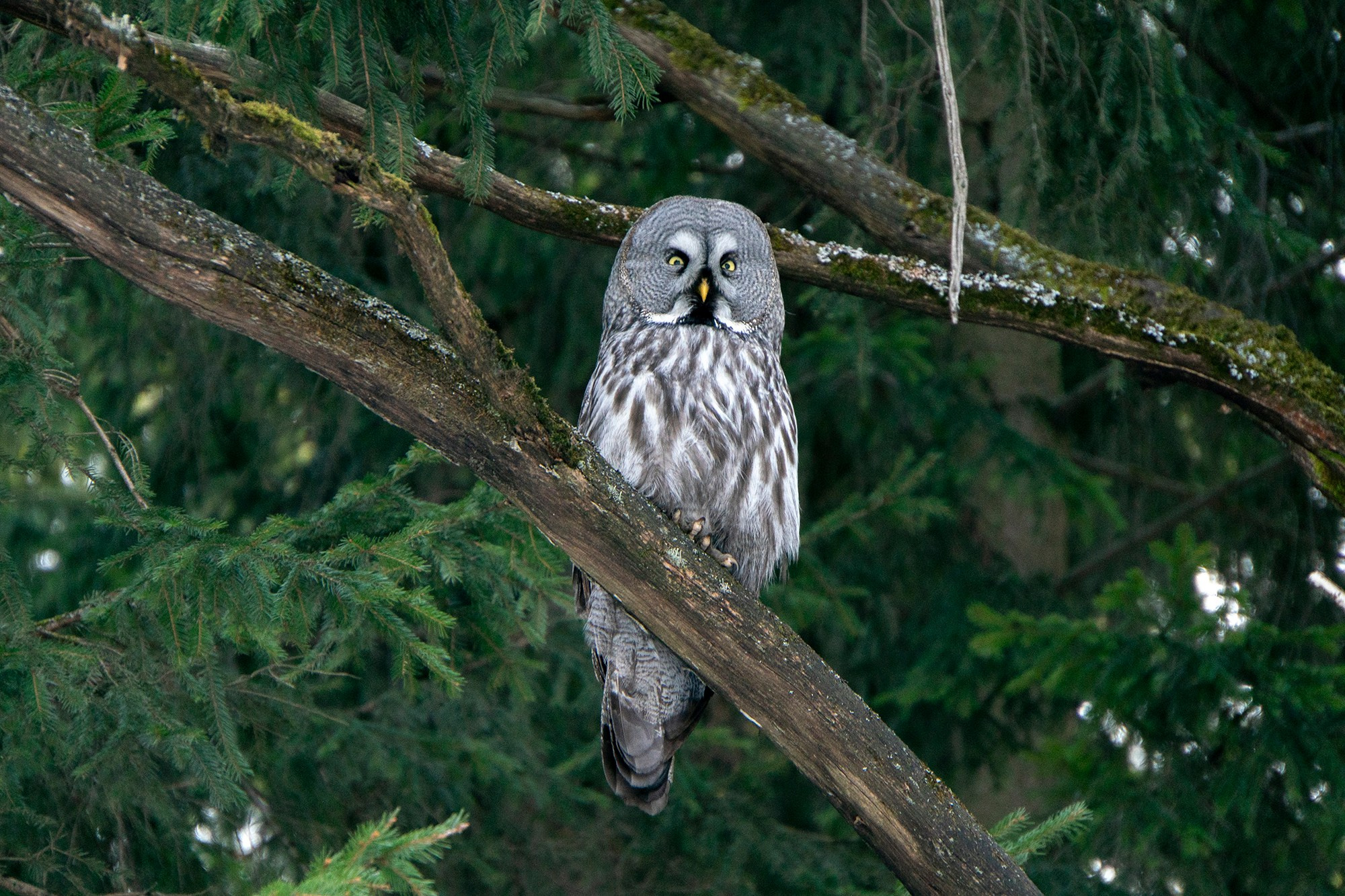 Удивительные мир птиц. Вокруг нас столько прекрасного — присмотритесь!. Ваш личный фотограф Марина Волкова