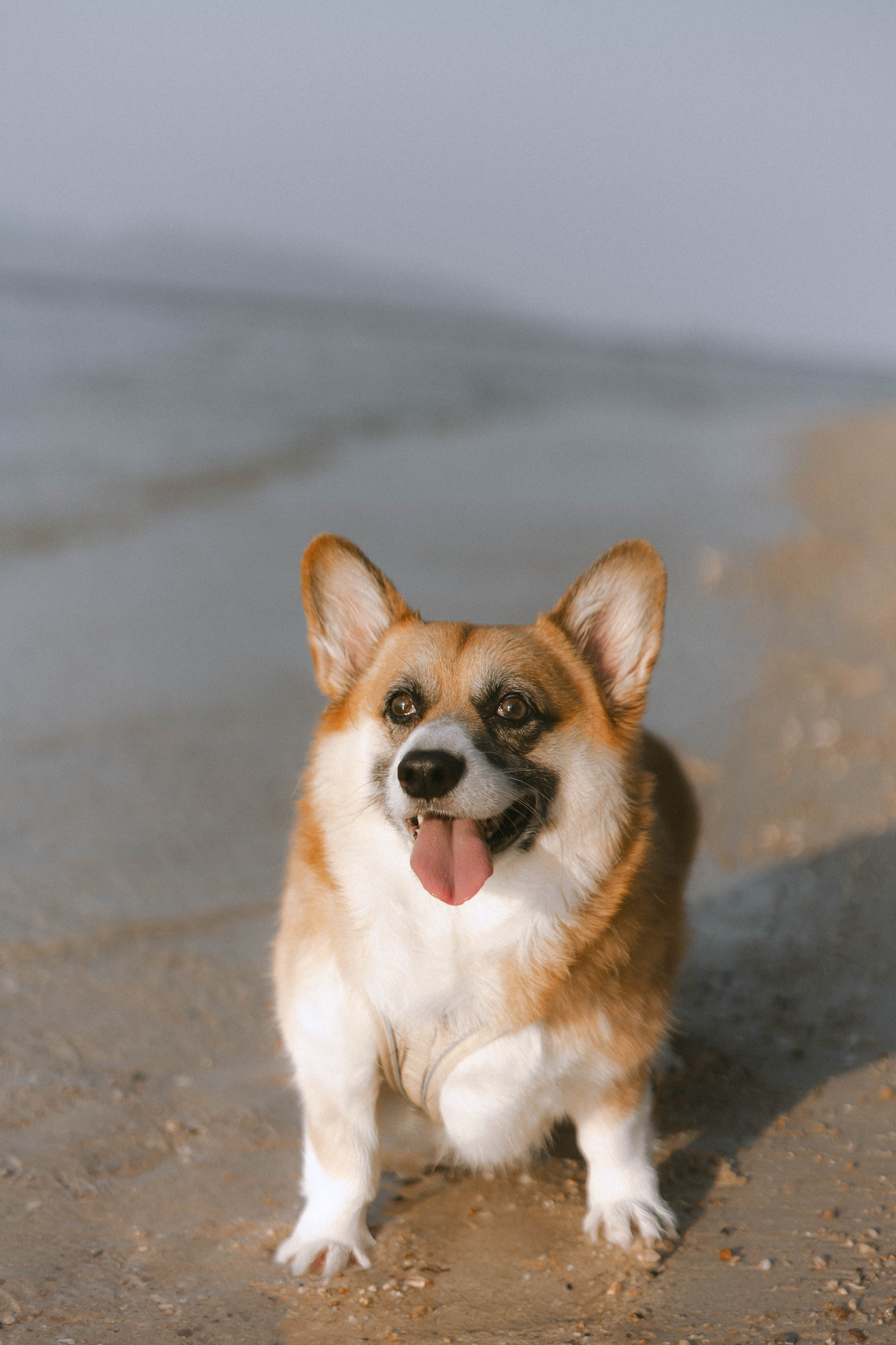 Алиса с семьей / Самуи. Семейный и детский фотограф в Москве Анастасия Каипова