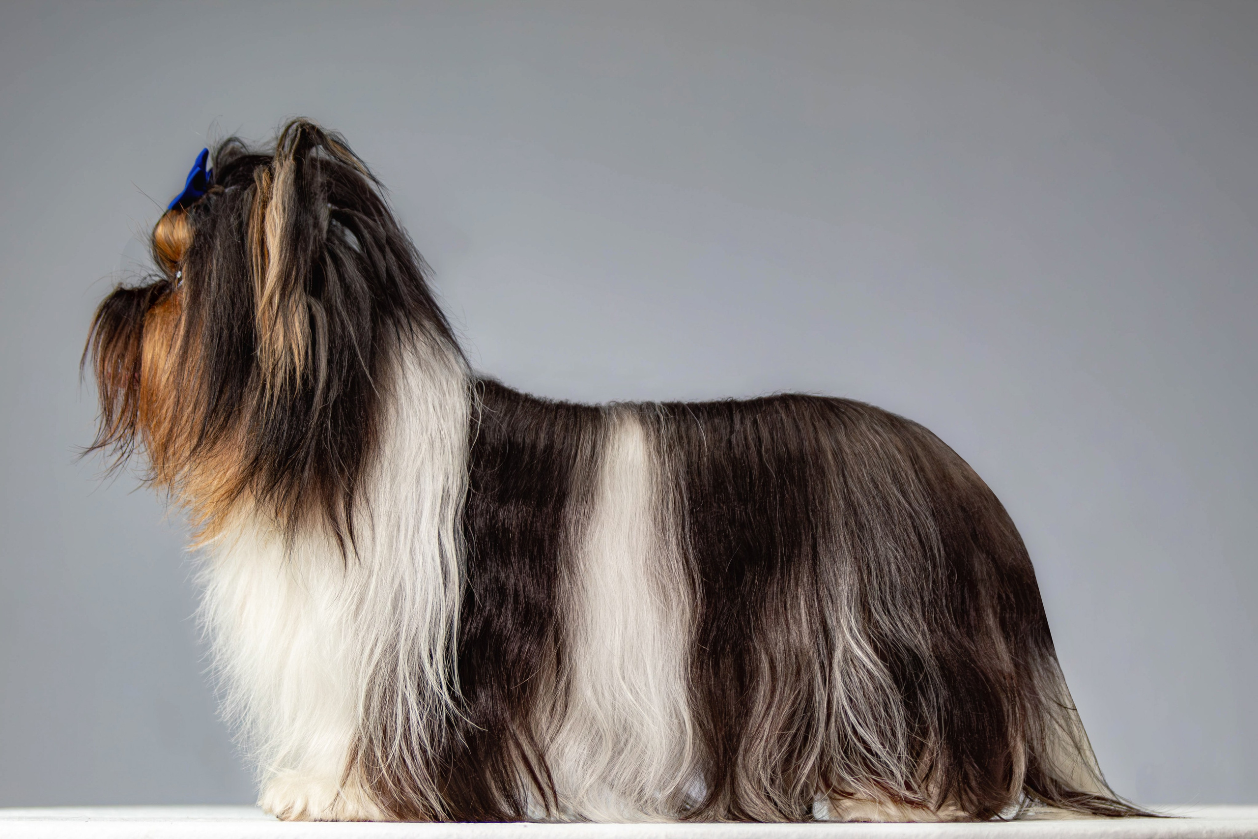 Фотосессия с животными. Фотограф анималист — Тула, Москва