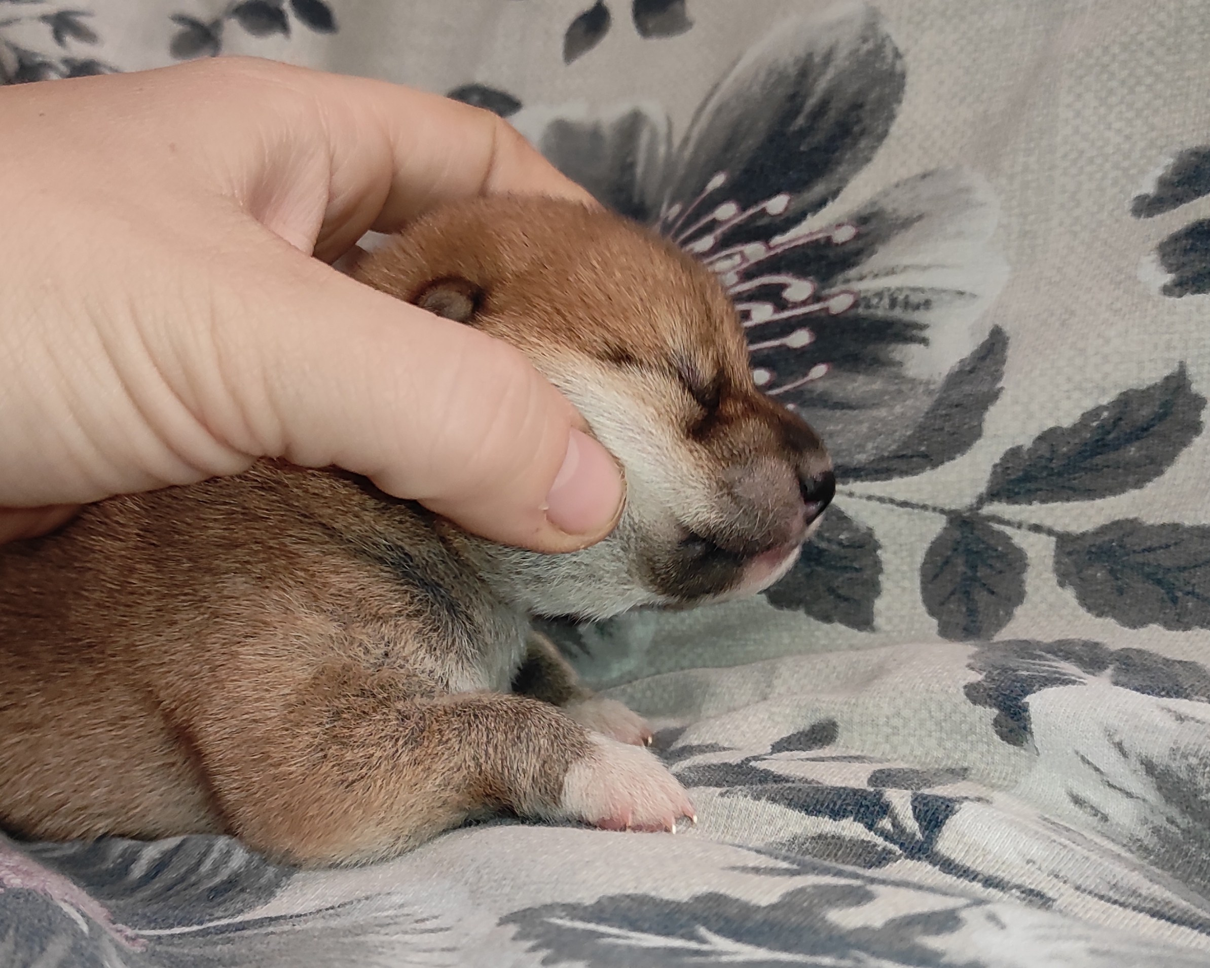 сиба питомник Рубилайт щенки на продажу rubylight  сиба щенки купить СПб Санкт-Петербург 