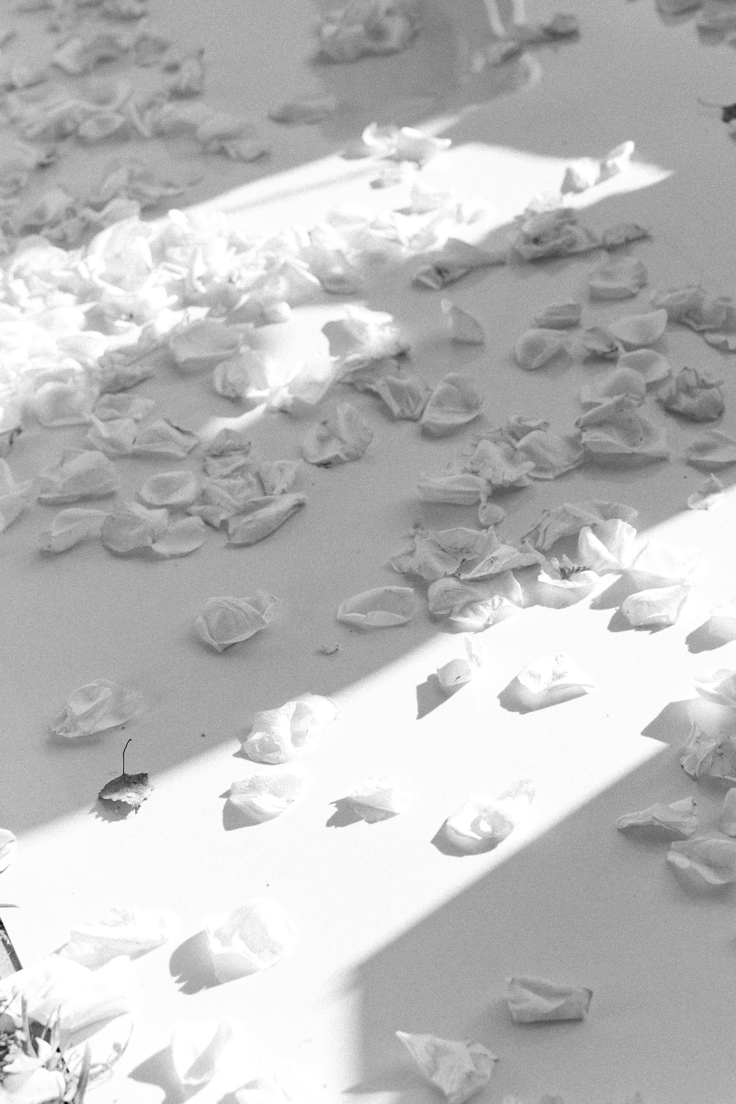 Олег и Варя. Свадебный и семейный фотограф в Новосибирске Наталья Зорина