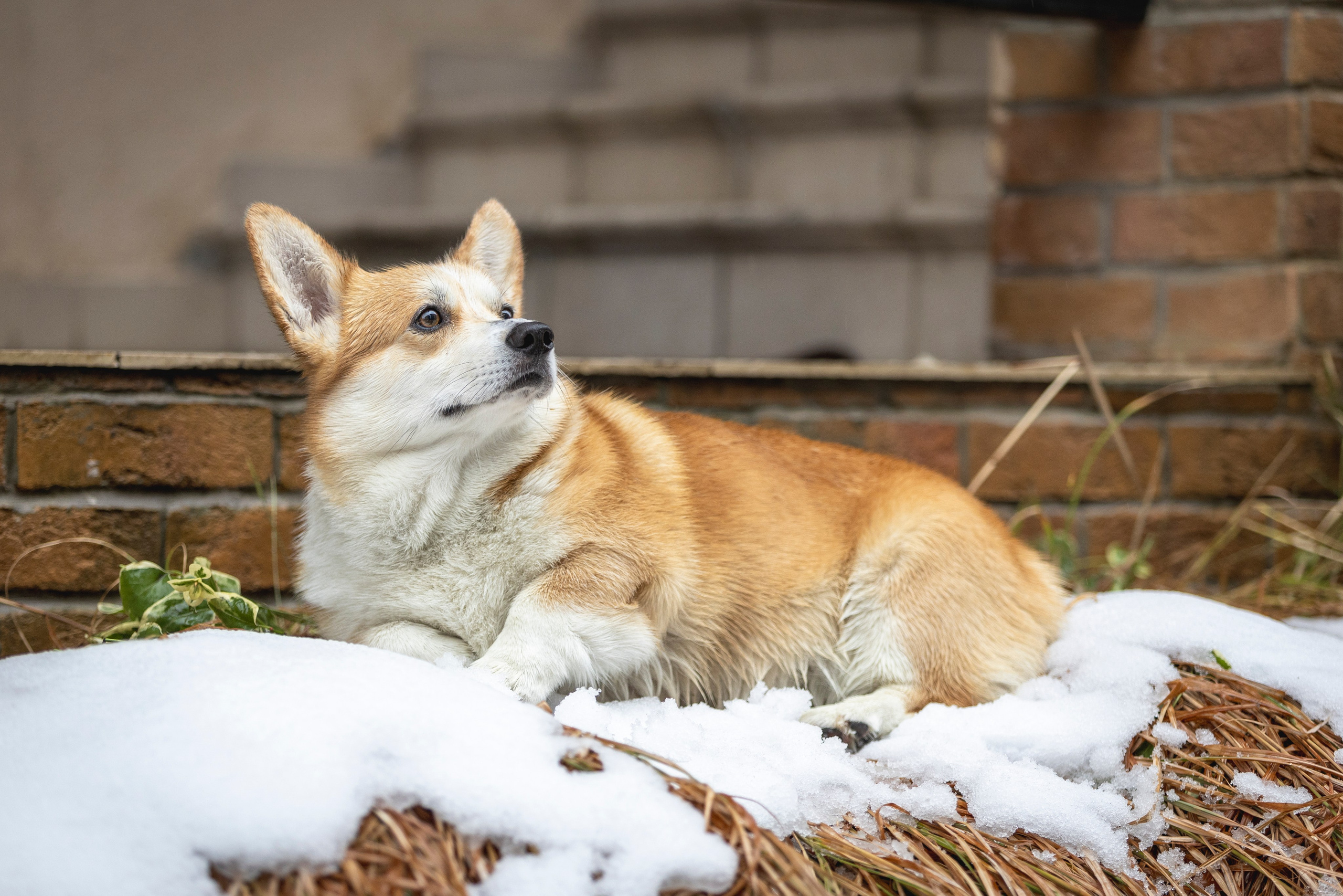 Гай, Корги-Пемброк. Ирина Голомб|Фотограф-анималист в  Сочи и Калининграде