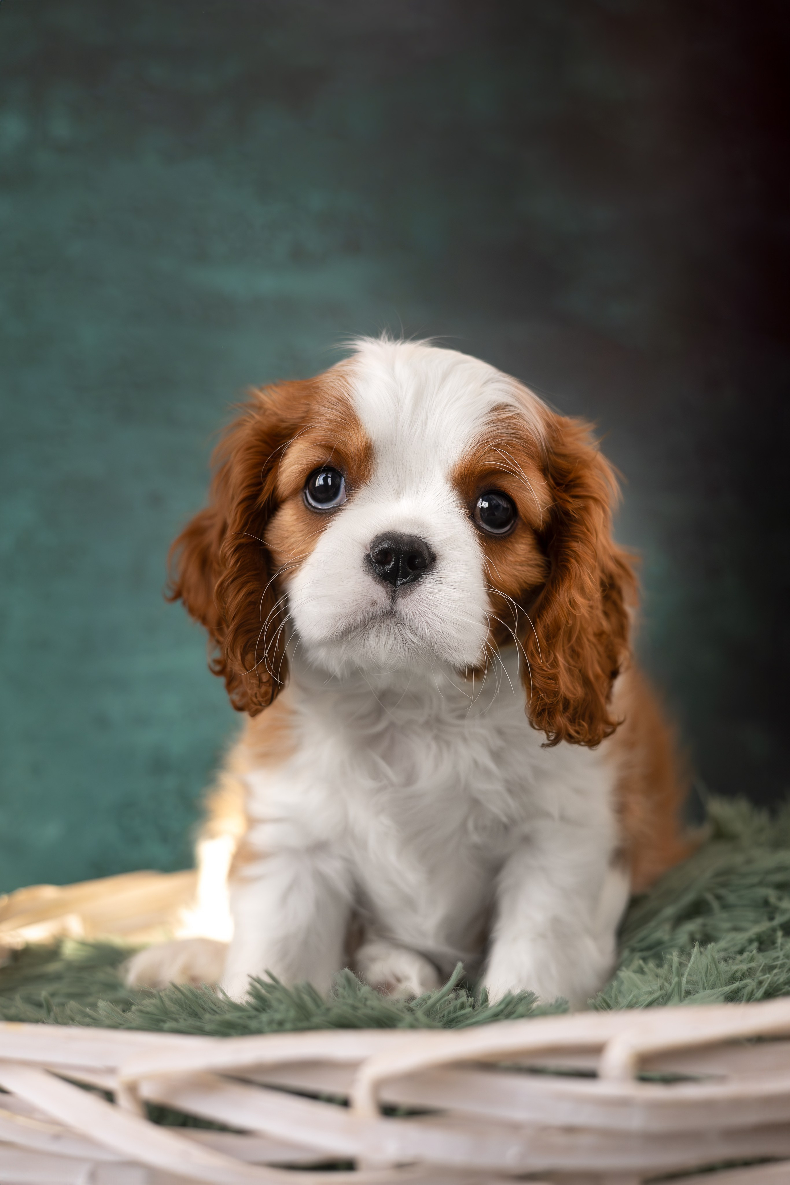 Детки кавалерчики. Ирина Голомб|Фотограф-анималист в  Сочи и Калининграде