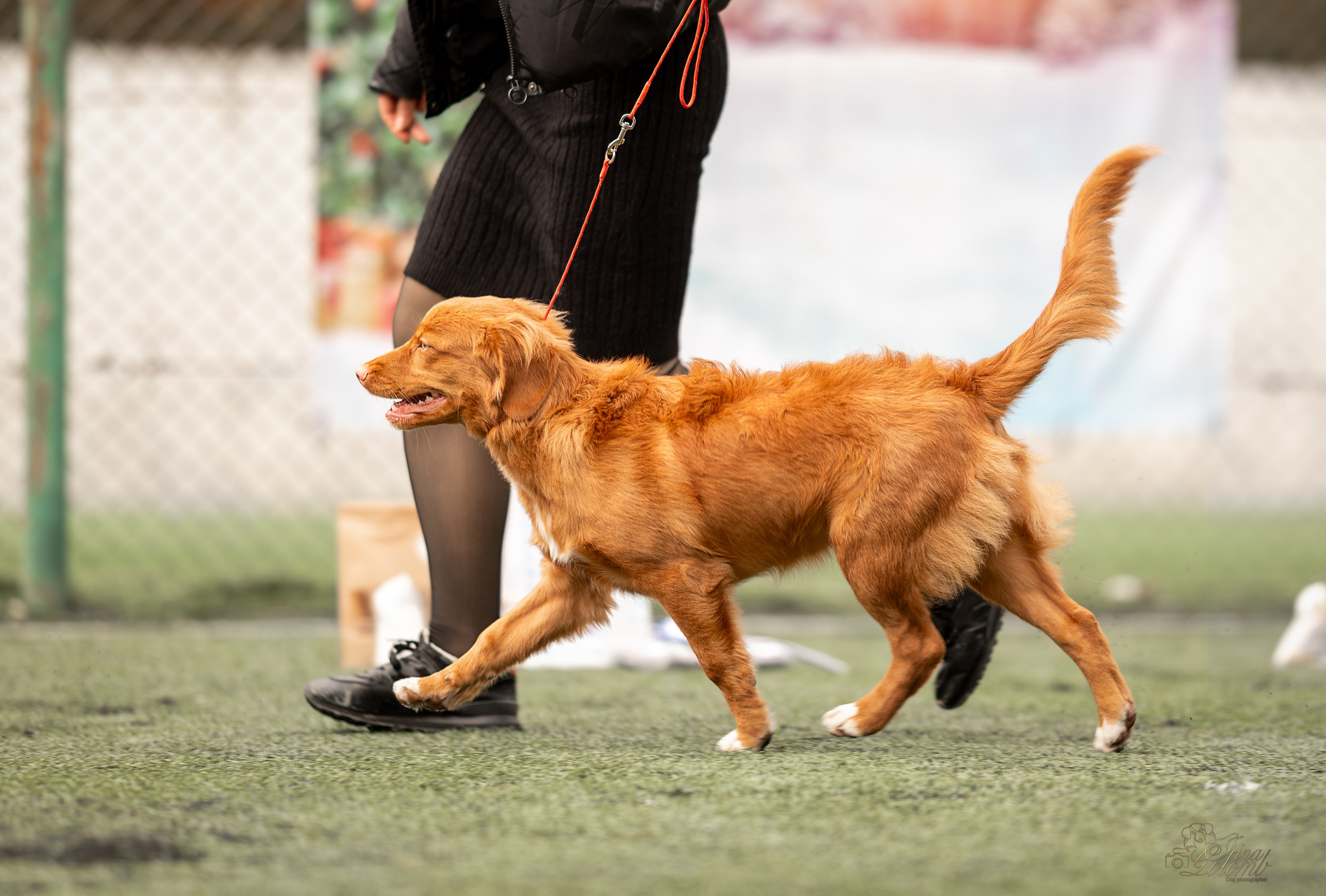 Выставка 17.12.23. Ирина Голомб|Фотограф-анималист в  Сочи и Калининграде