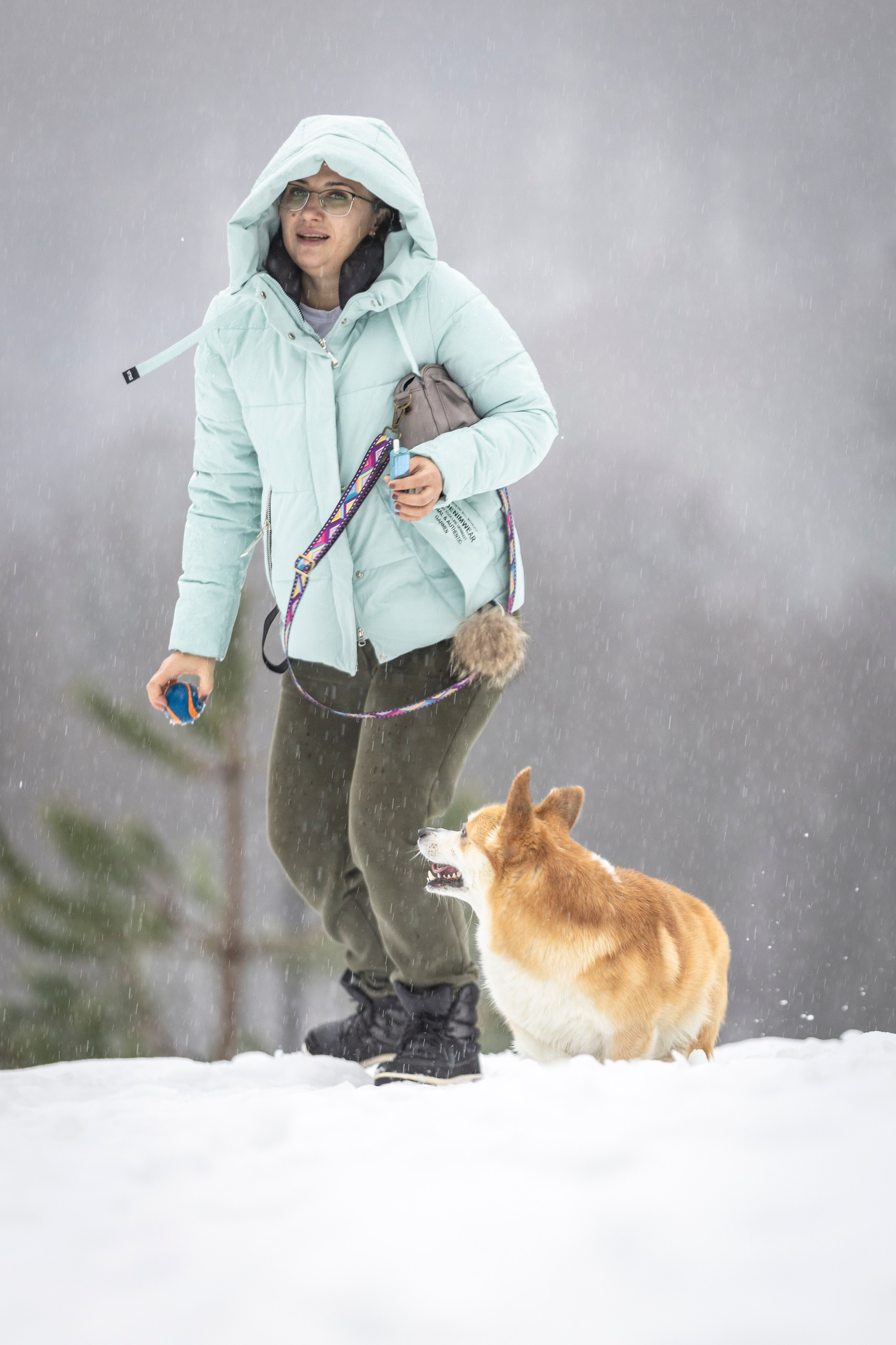 Гай, Корги-Пемброк. Ирина Голомб|Фотограф-анималист в  Сочи и Калининграде