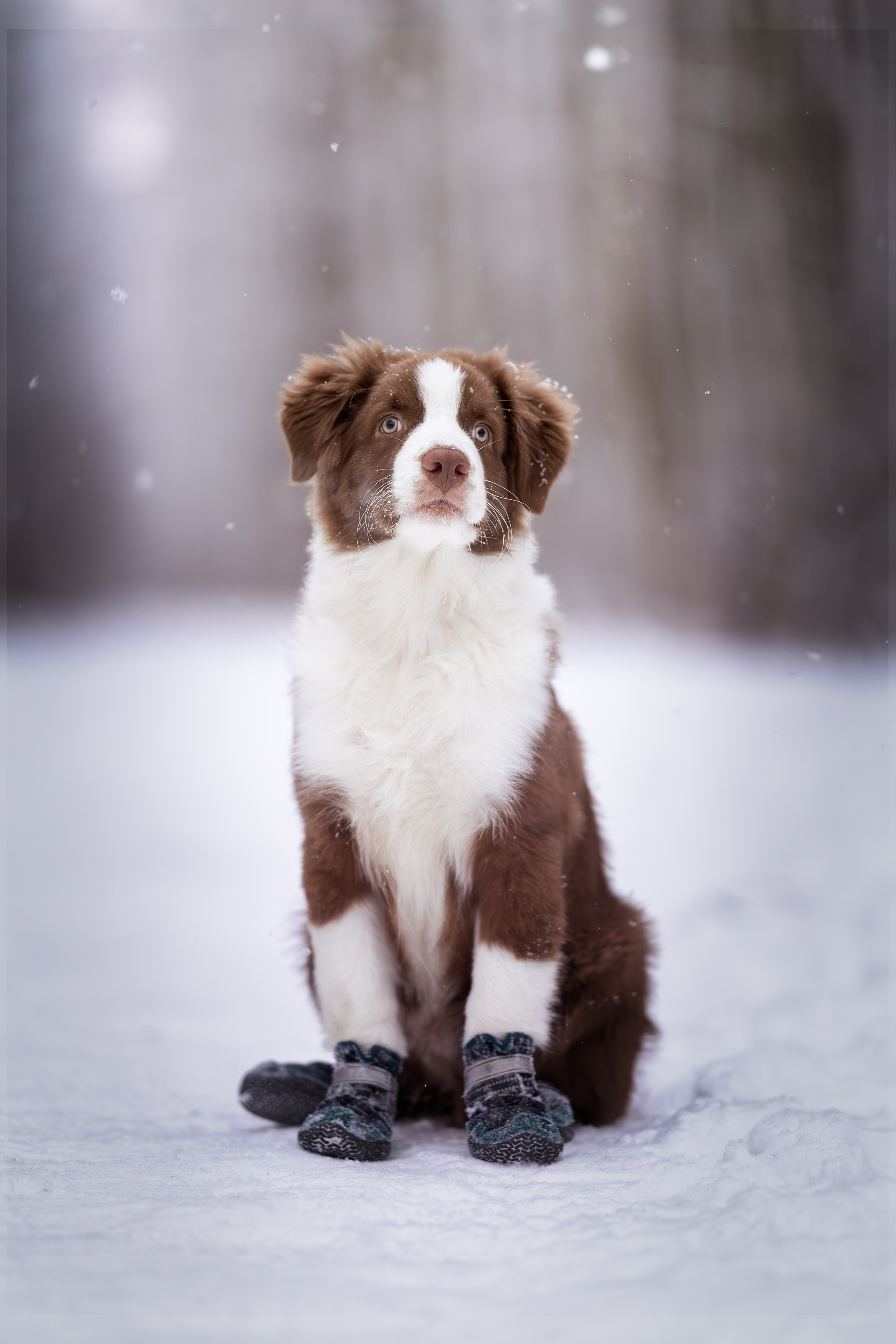 Дин, Австралийская Овчарка. Ирина Голомб|Фотограф-анималист в  Сочи и Калининграде