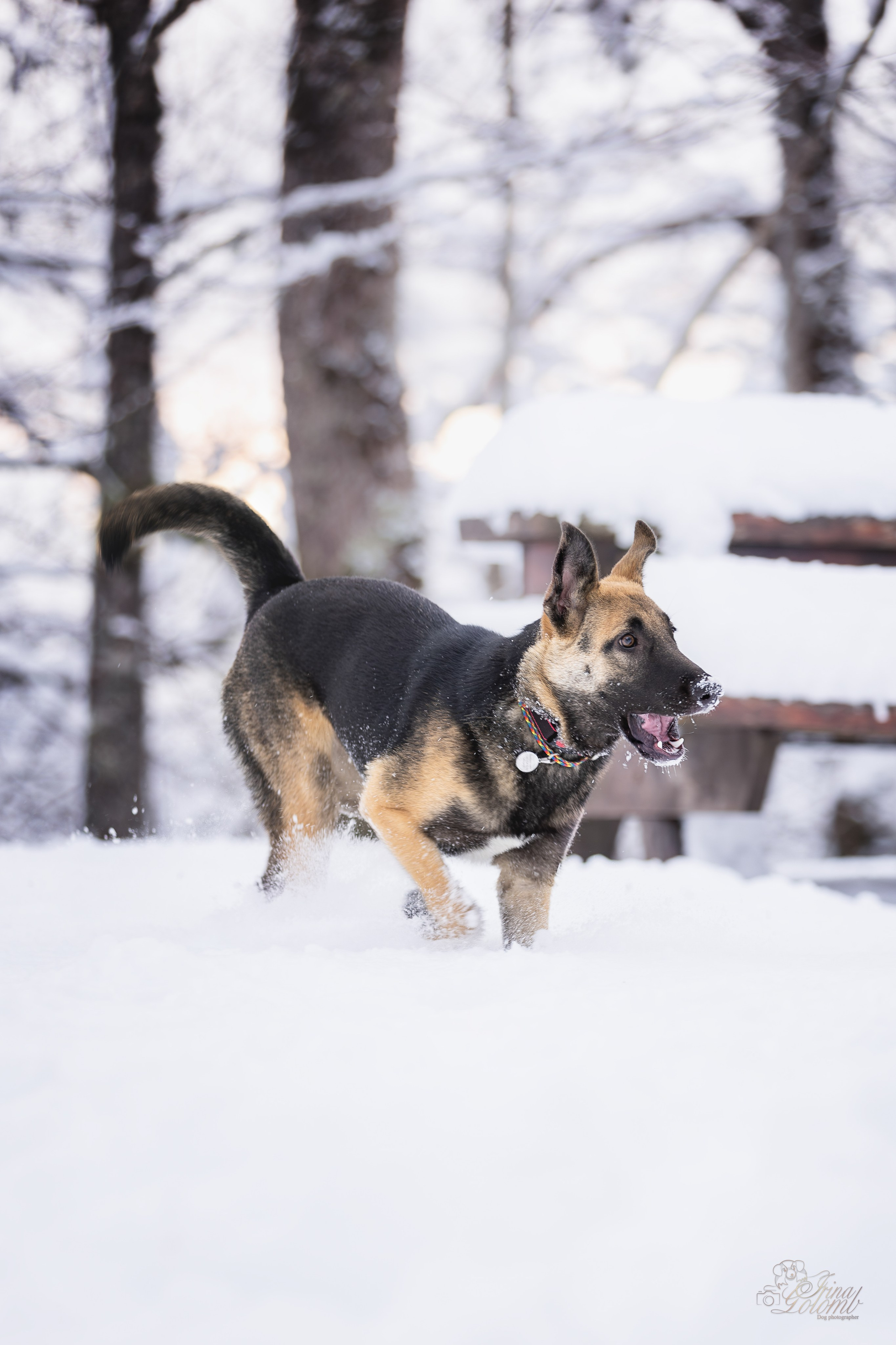 Догтуса Тропа Ефремова. Ирина Голомб|Фотограф-анималист в  Сочи и Калининграде