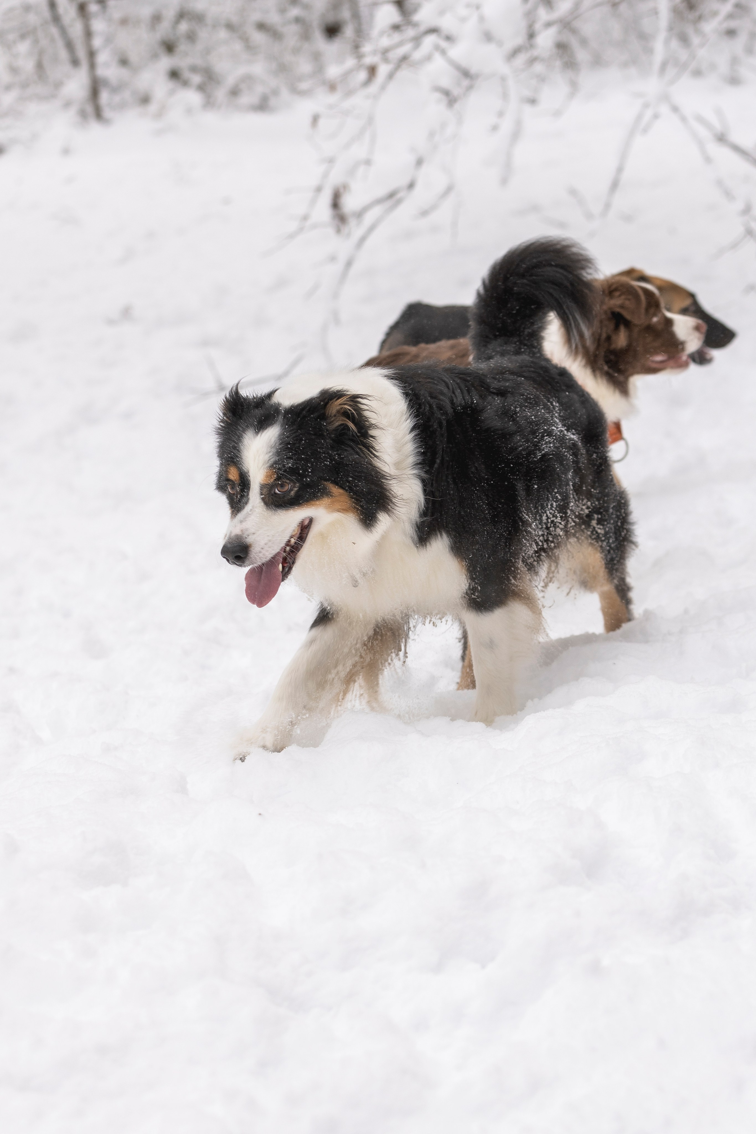 Догтуса Тропа Ефремова. Ирина Голомб|Фотограф-анималист в  Сочи и Калининграде