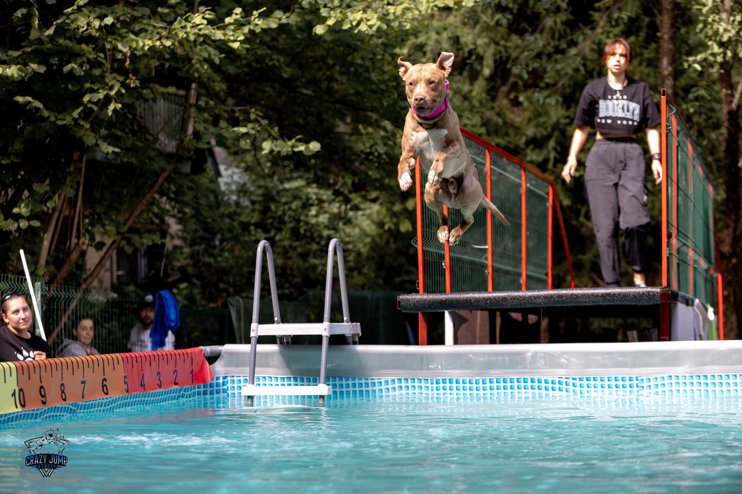Собаки, спорт, Док дайвинг. Свадебный и репортажный фотограф в Москве и Московской области