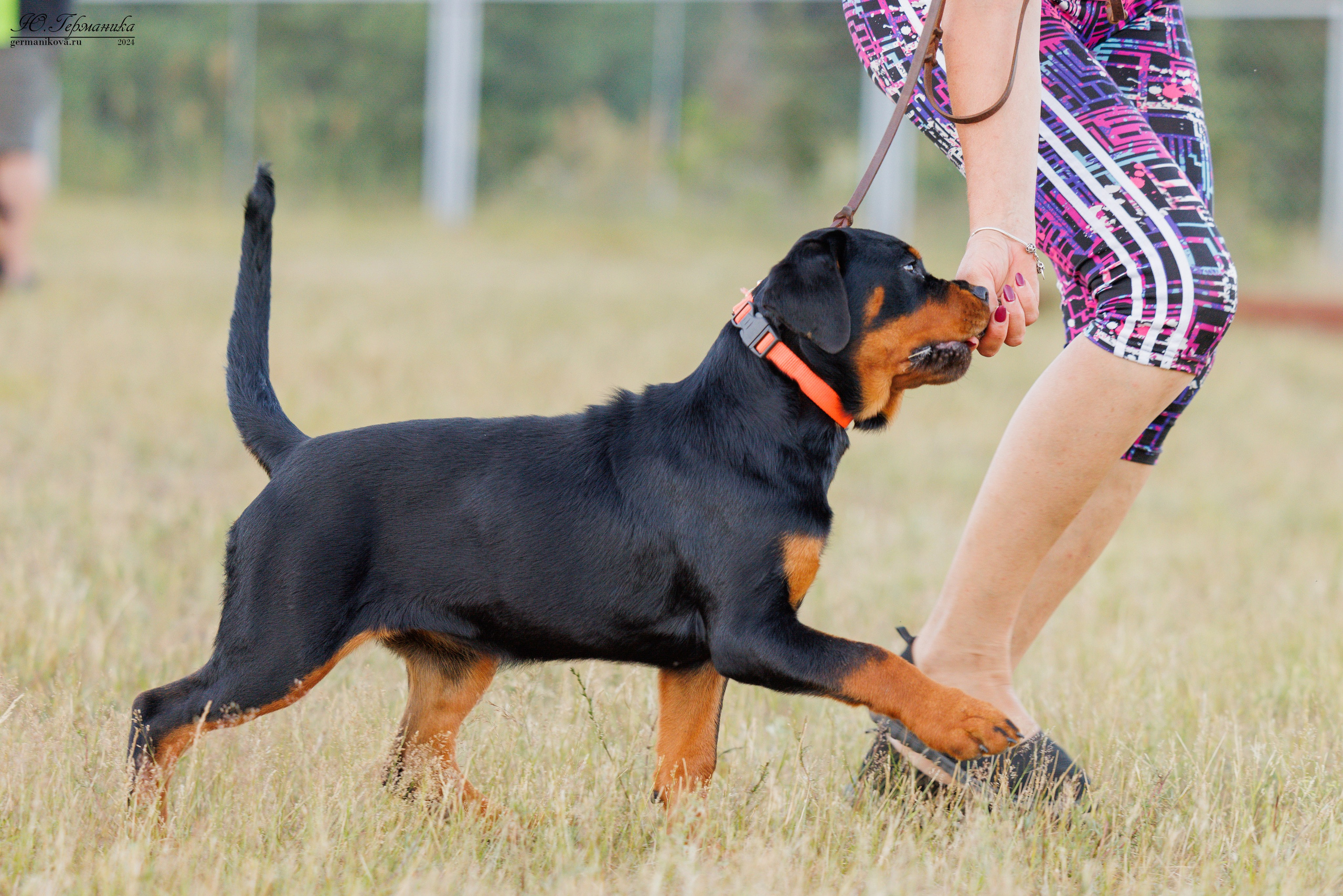 ПК и КЧК ротвейлеры Тверь 6-7.07.2024. Фотограф-анималист Юлия Германика