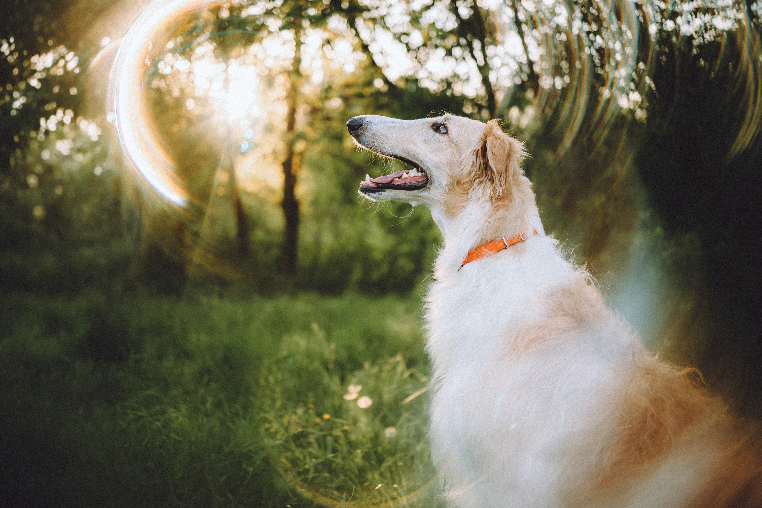 Илай, Зайка и их семья