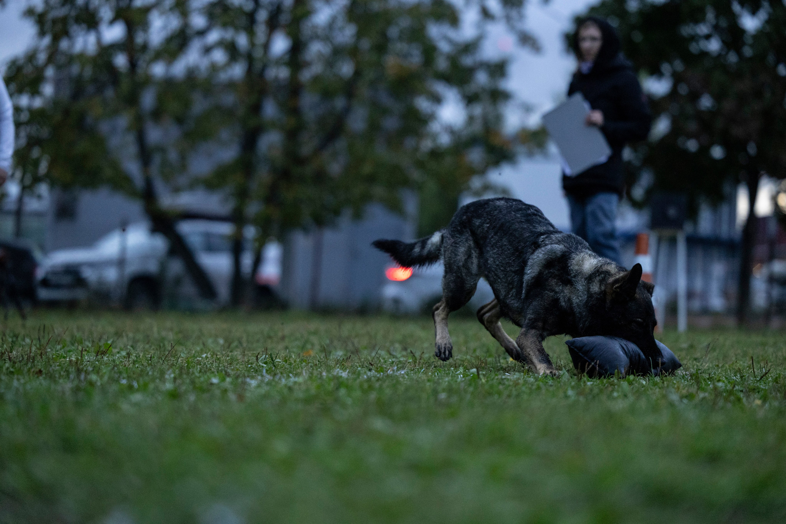 Испытания по Мондьорингу г. Пушкин. Фотограф-анималист Анна Маринич