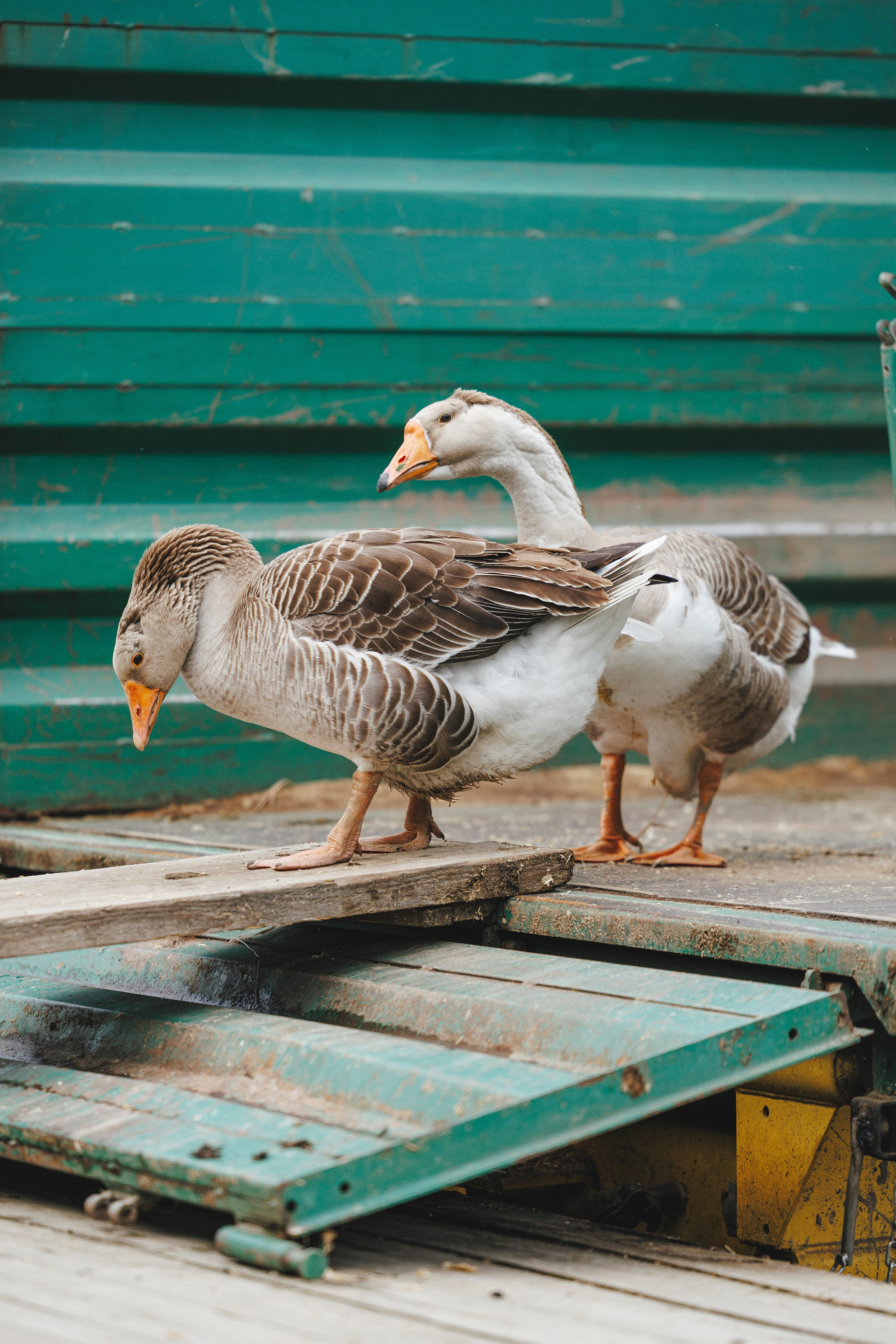 Керро поле. Фотограф-анималист Анна Маринич