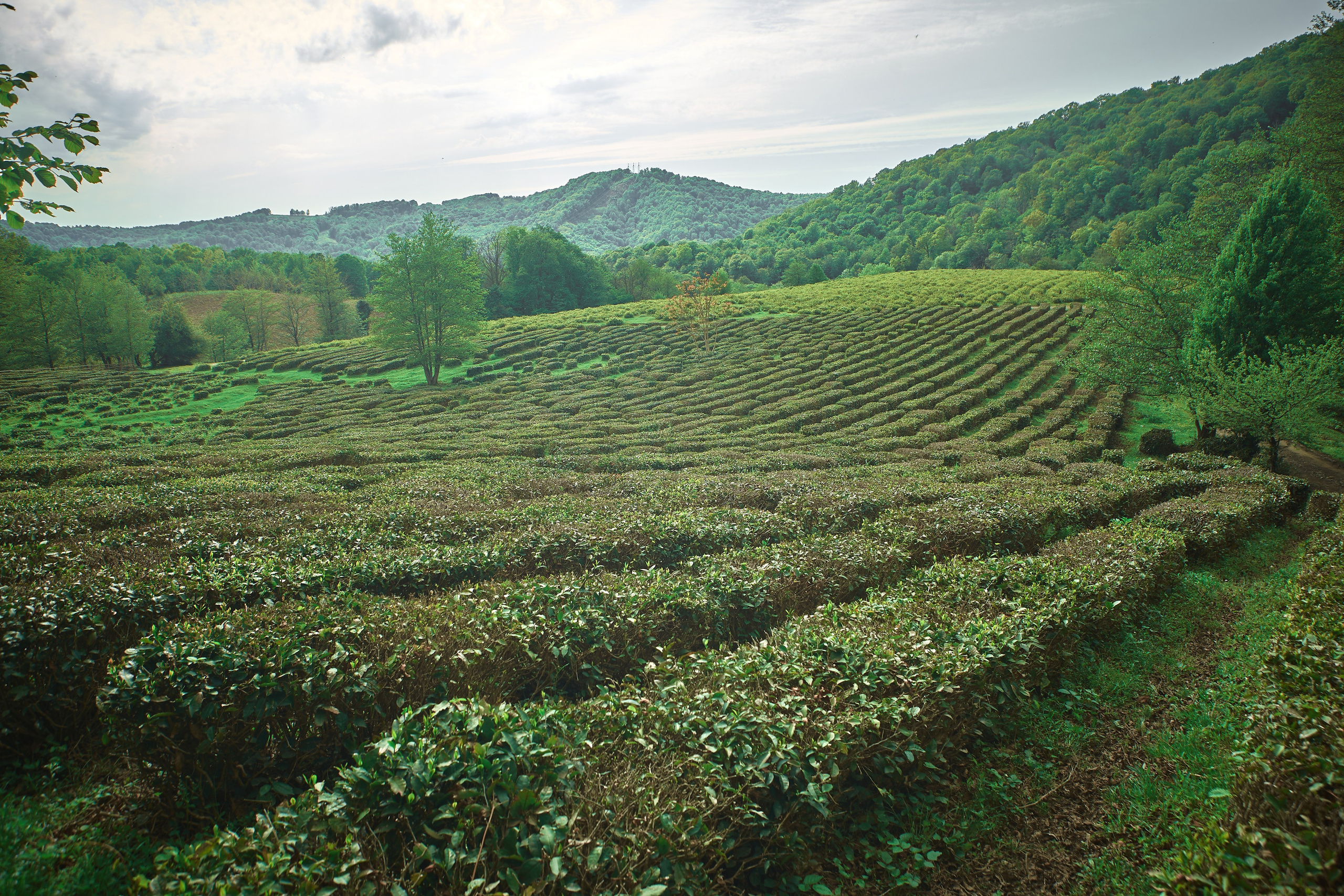 Краснодарский чай. Фотограф и оператор мероприятий, концертов и портретов в городе Москва