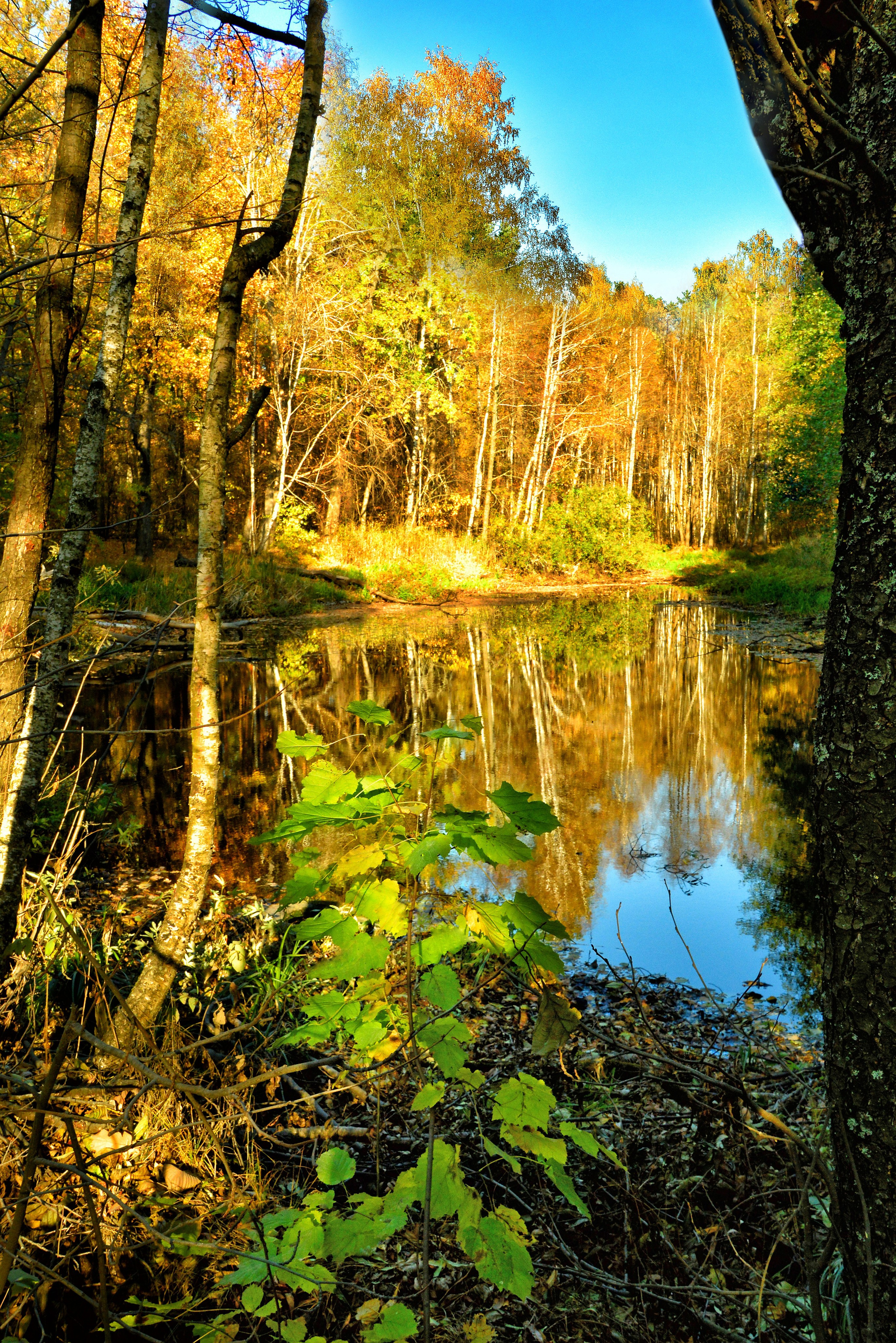 Природа. Главная