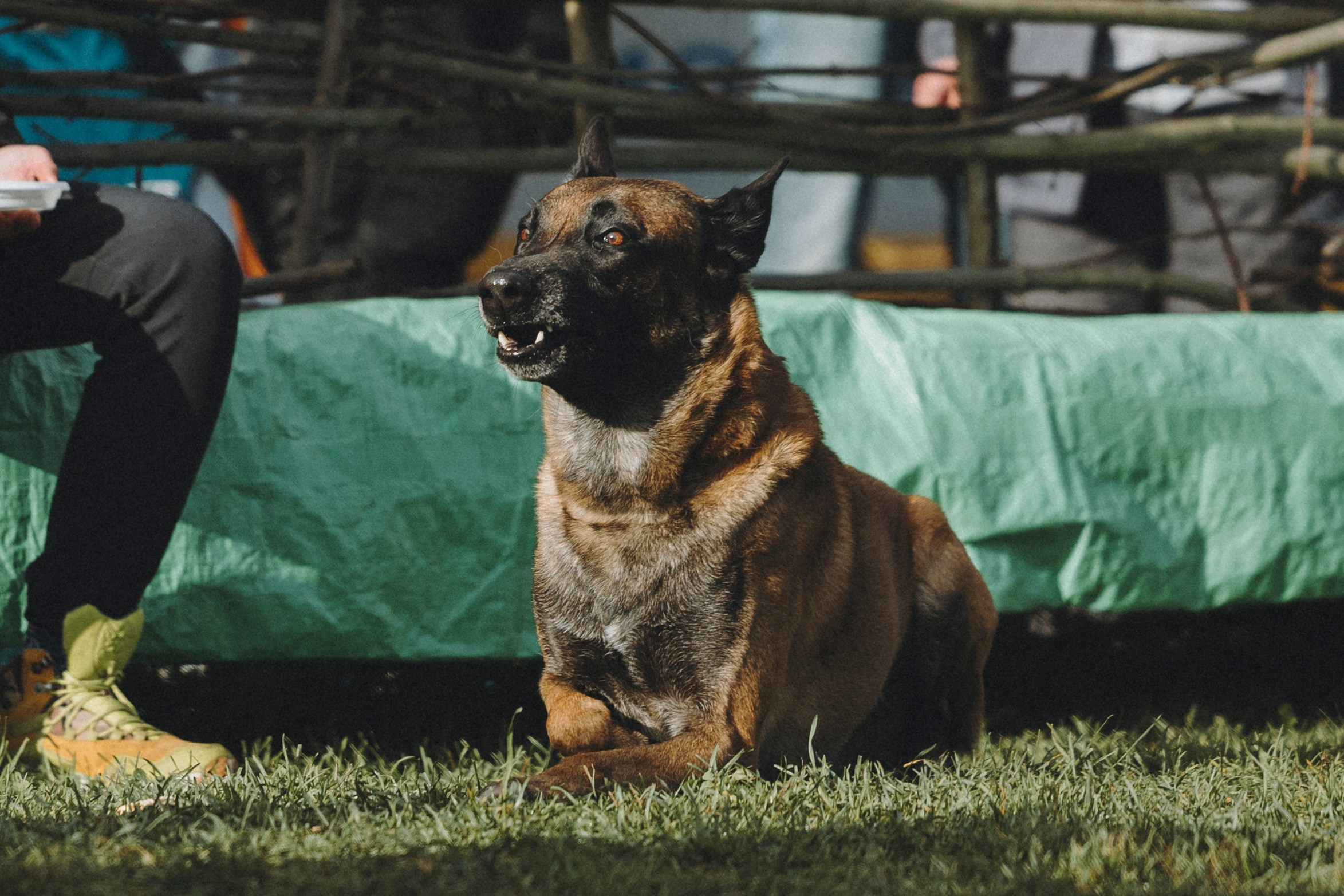Испытания по мондьорингу г. Пушкин 29.09.2024. Фотограф-анималист Анна Маринич