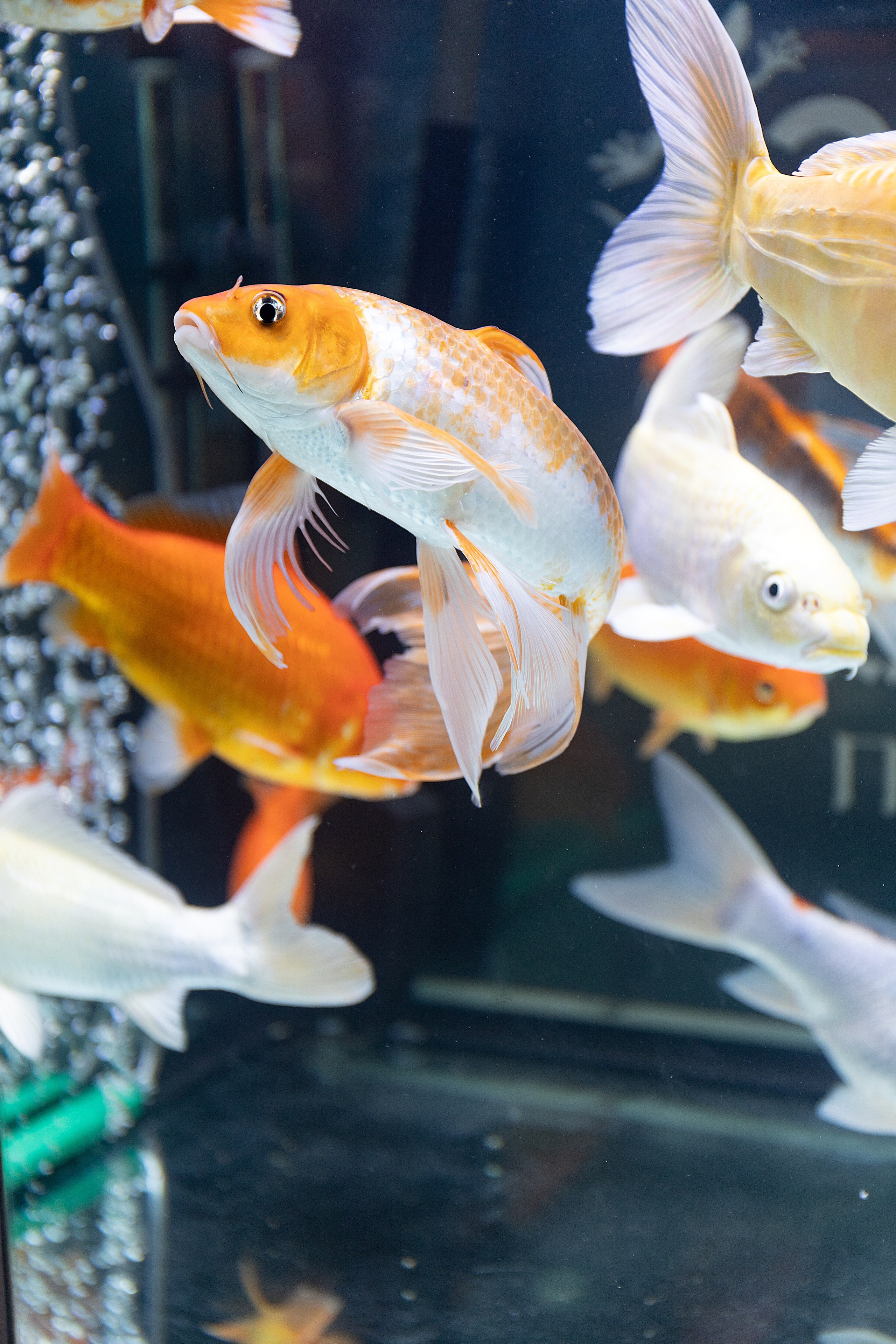 Анималистика