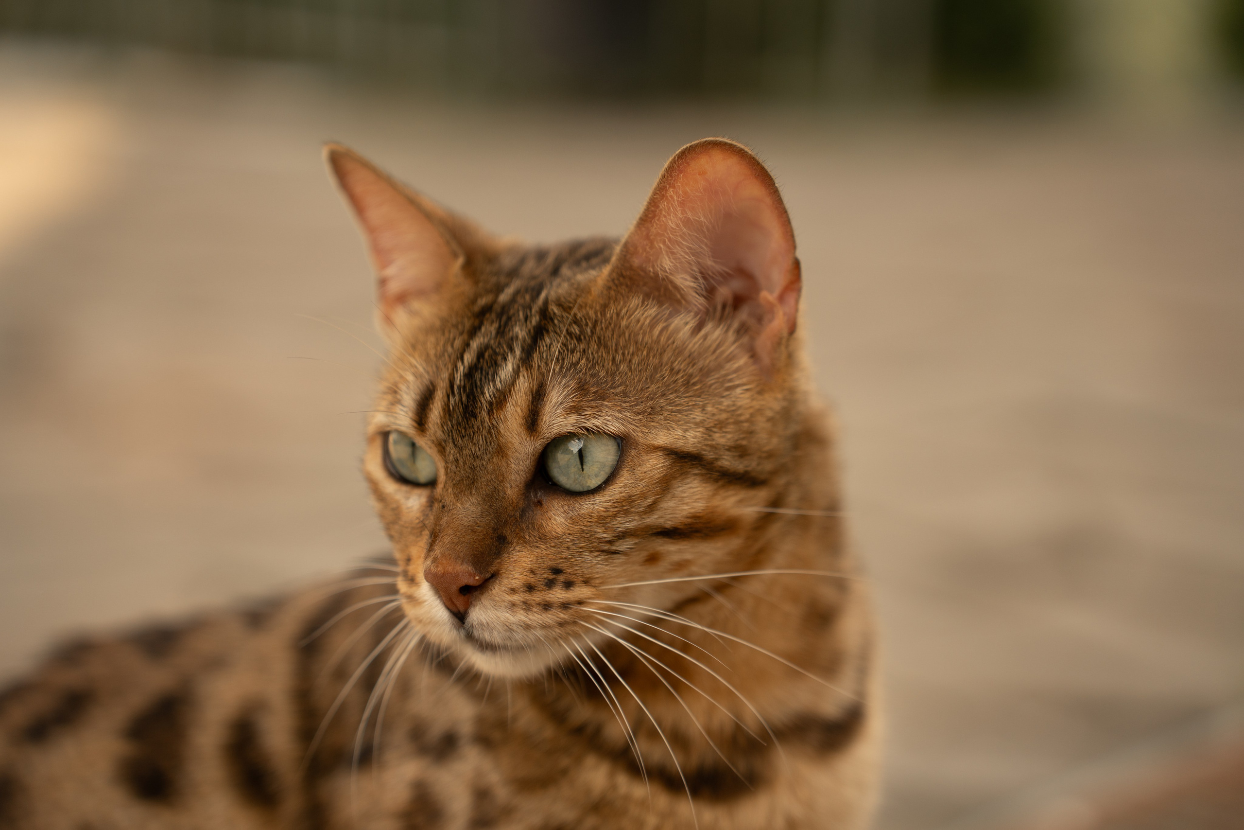 ATMOSPHERE. Фотограф Юрина Ксения Москва