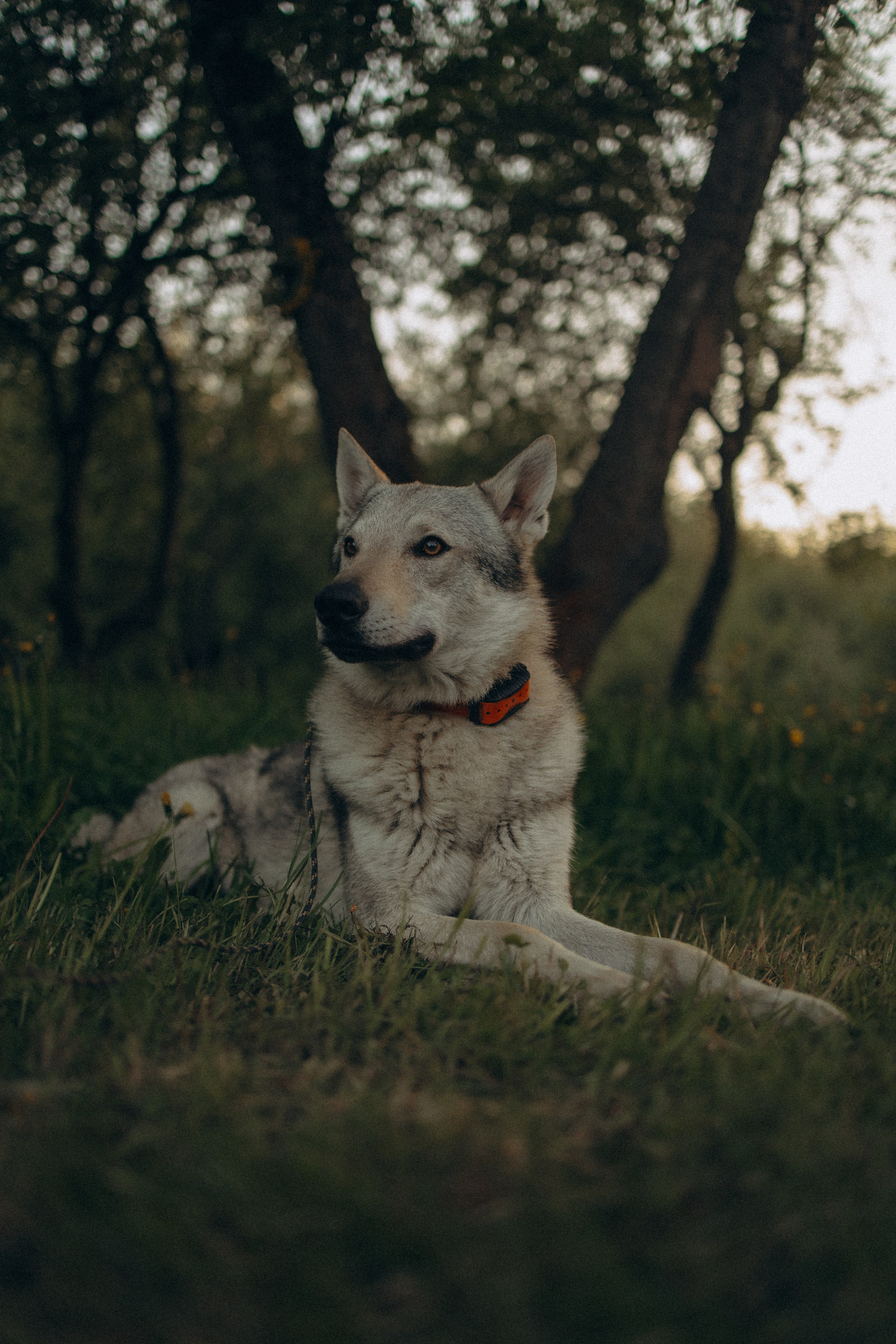 Аня и ее семья. Фотораф — анималист Мария Шистка