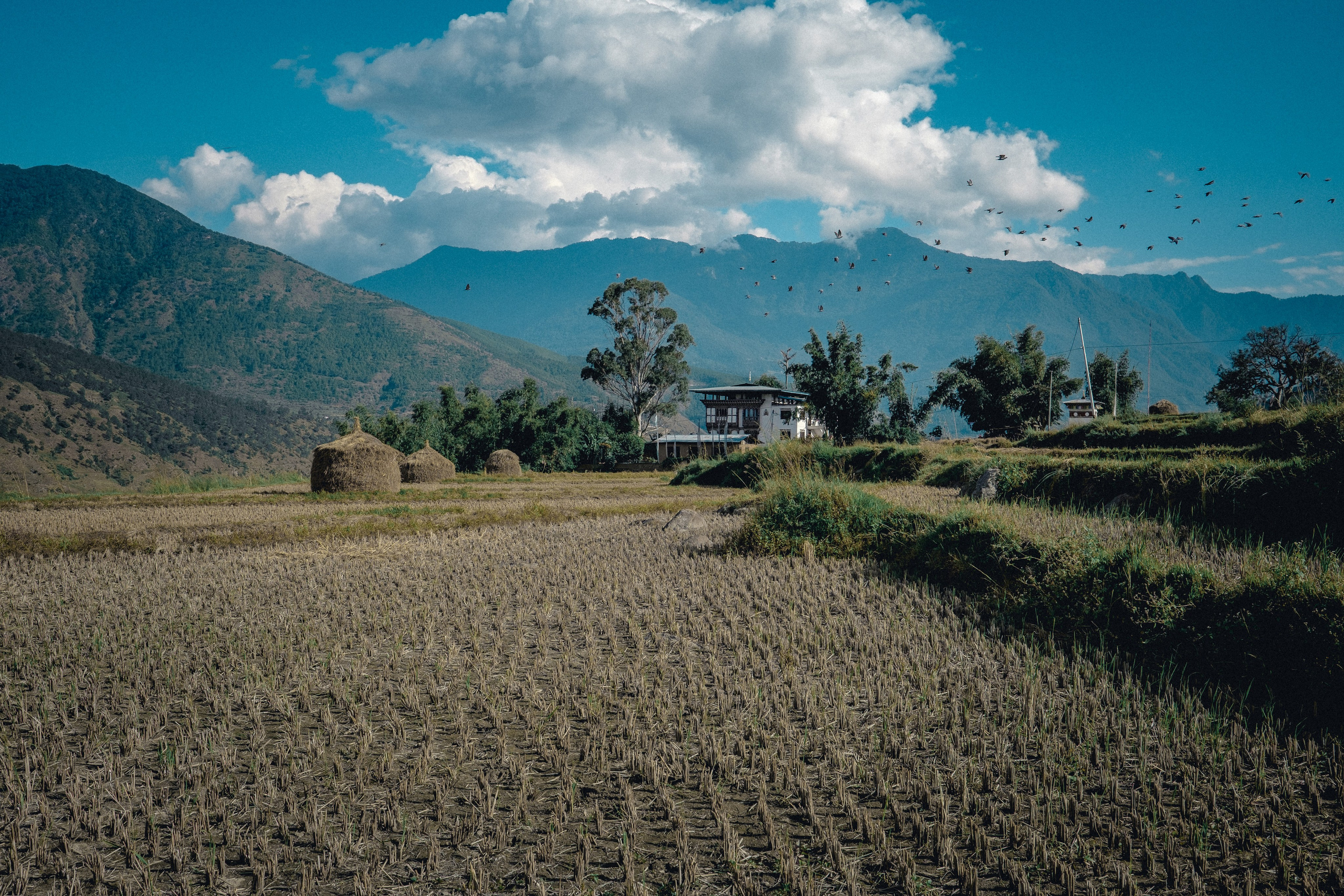 Bhutan. Dmitry Ippolitov