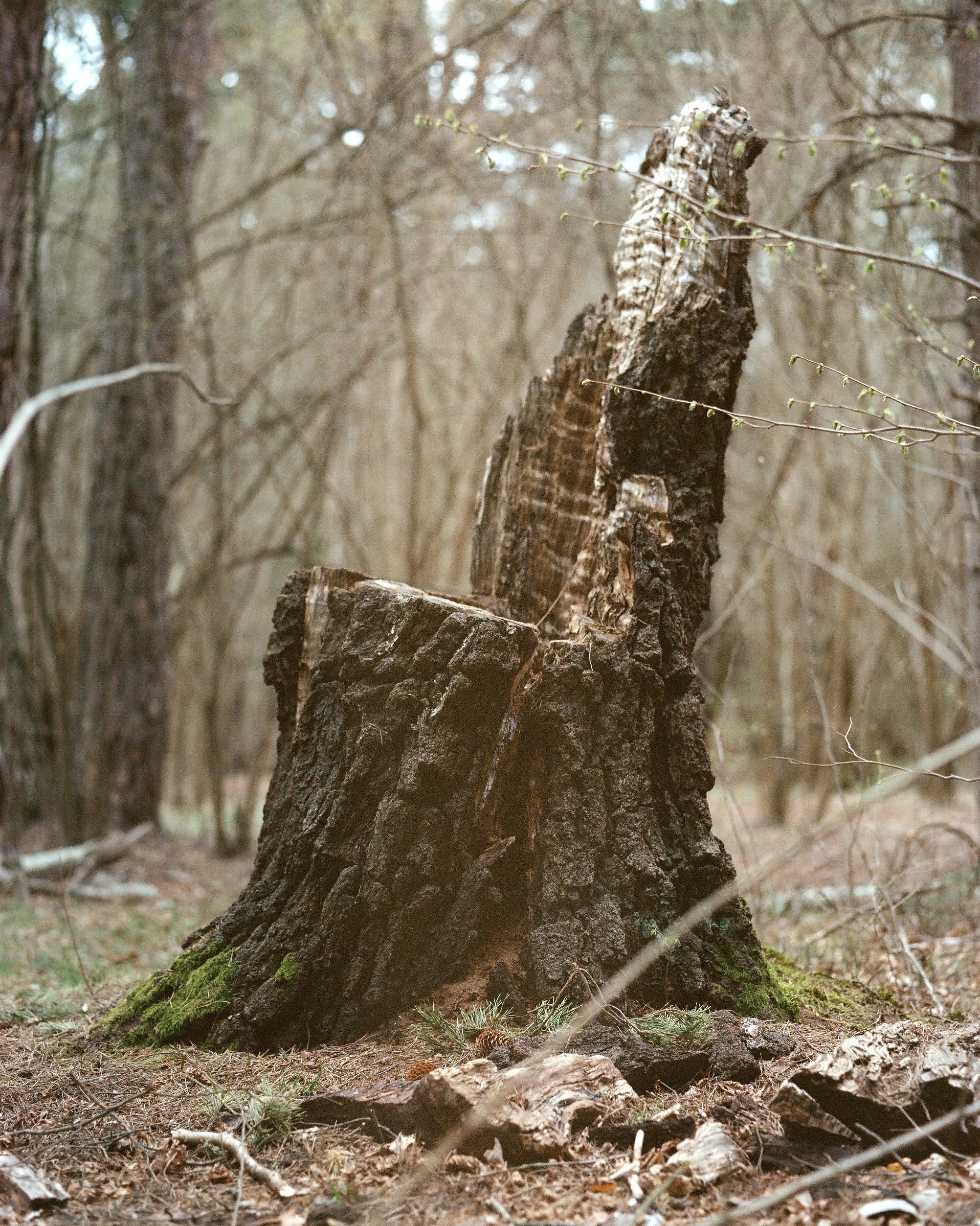 ARSGANG or the Walking Year (New). Екатерина Васильева художник, куратор и преподаватель