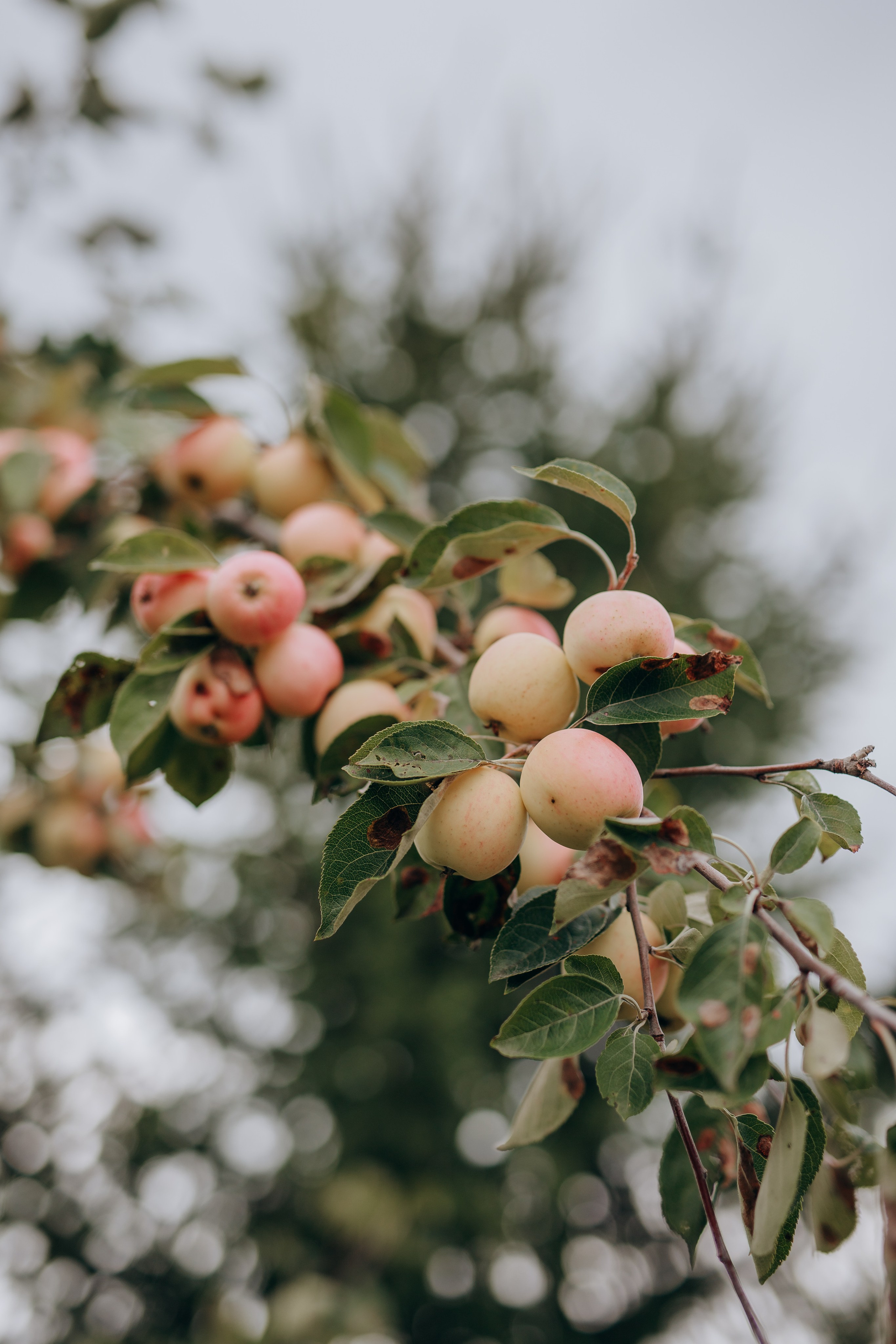 Екатерина. Фотограф Анастасия Петрова