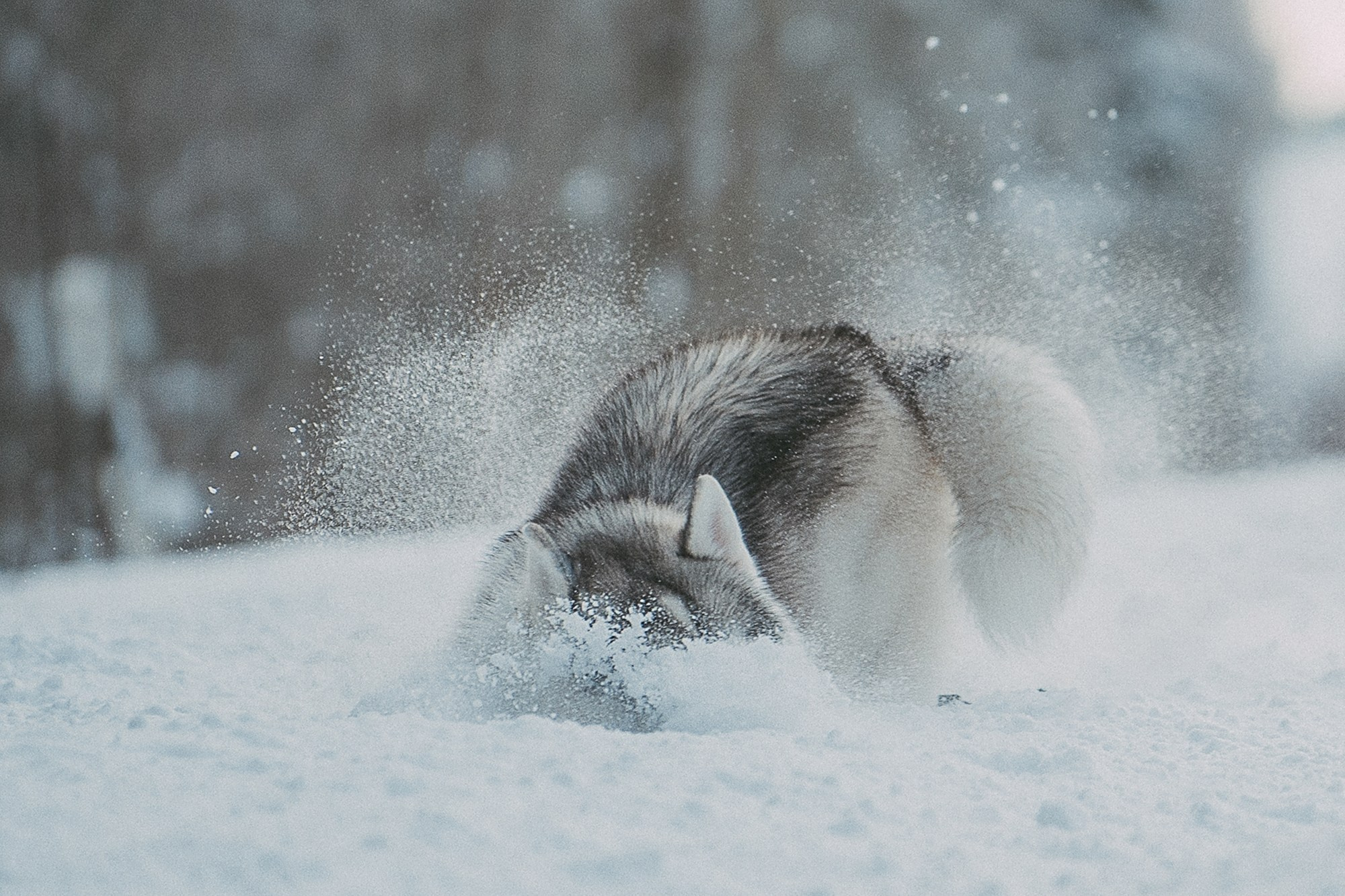 Полина, Уго и Пышка. Фотограф анималист в Москве и Санкт-Петербурге Свиридова Анна