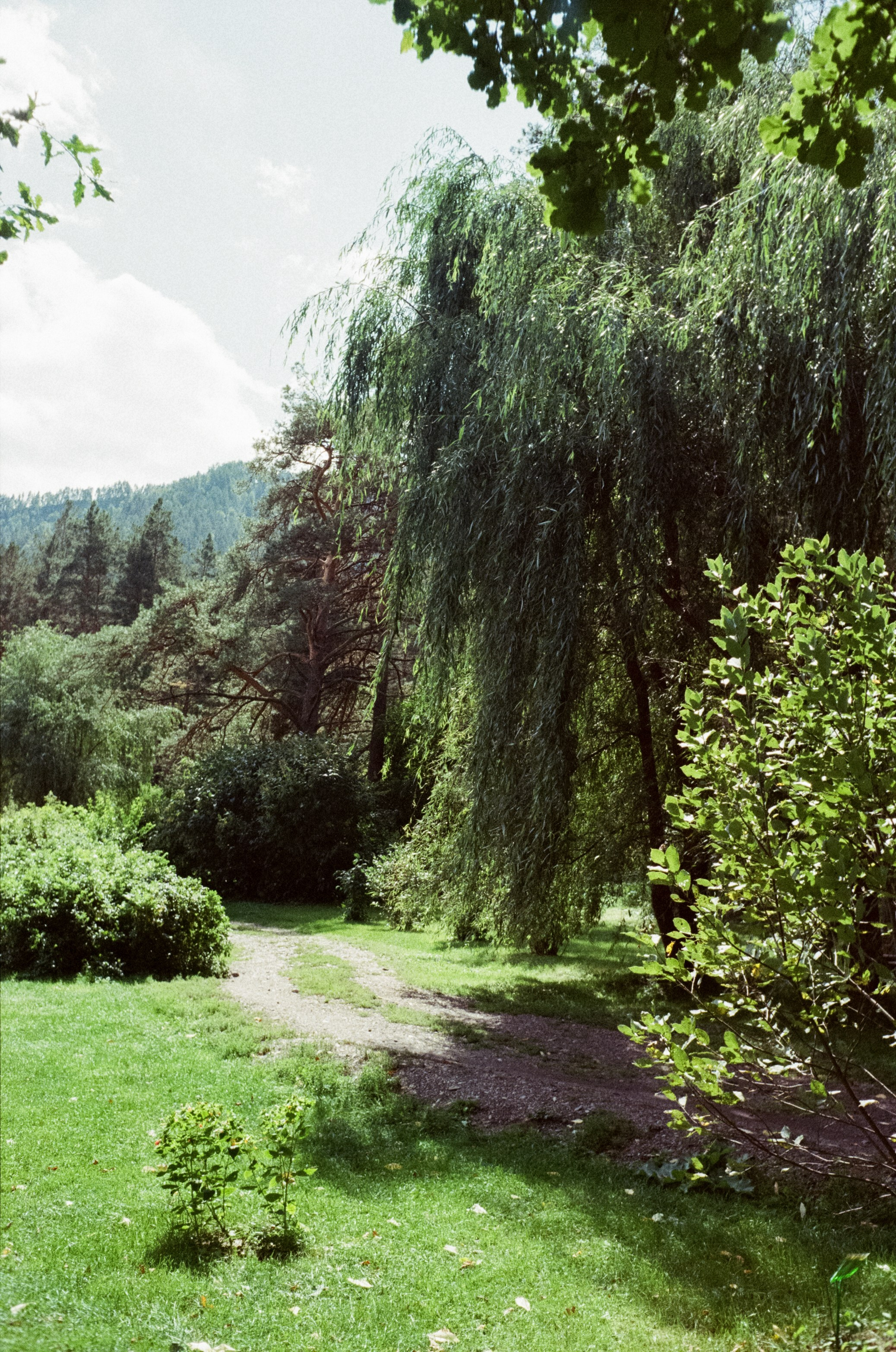 Горно-алтайский ботанический сад, база Кедровый остров / 27 августа 2024 года