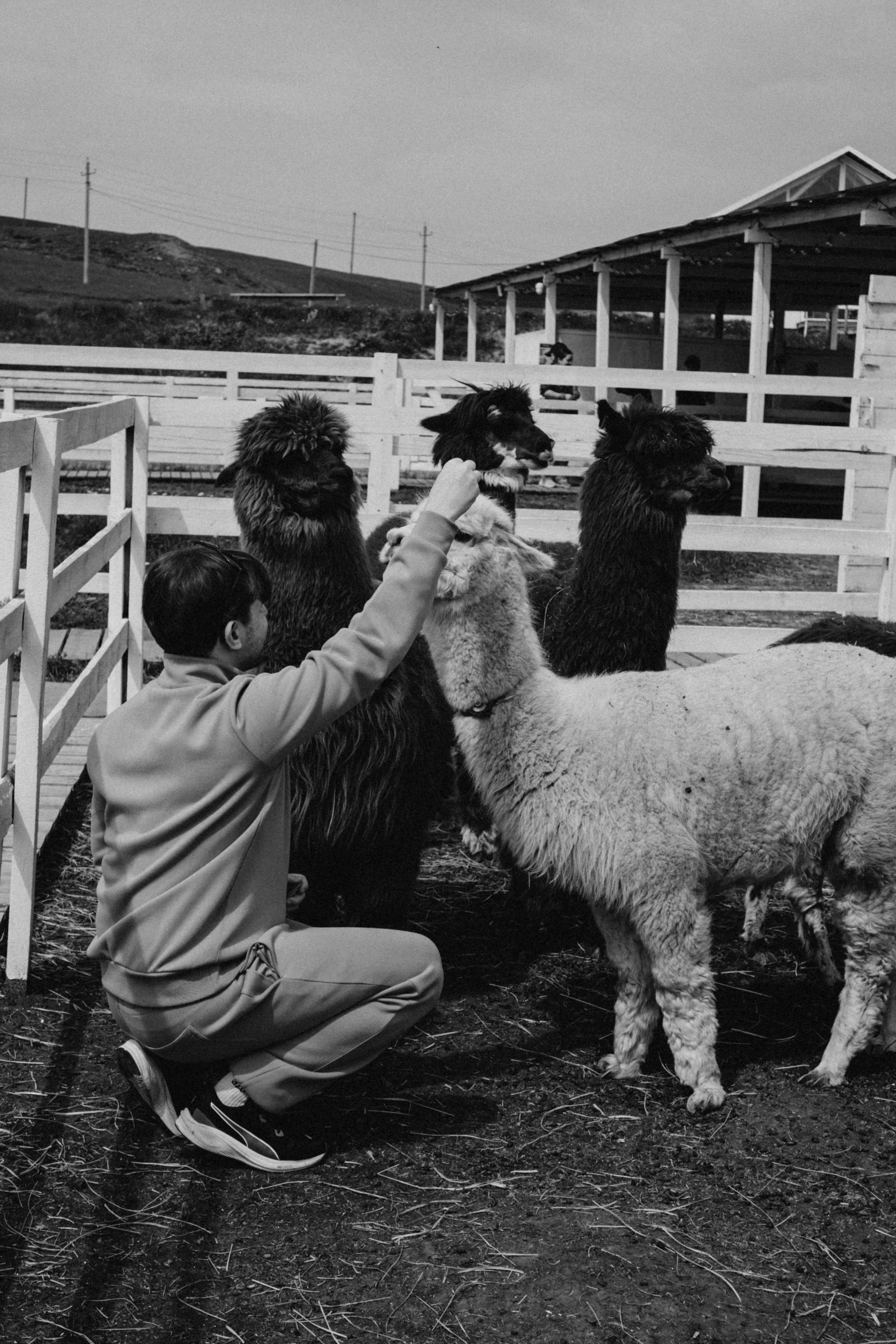 Ферма Альпак. Профессиональный фотограф, Санкт-Петербург — Виктория Богомолова