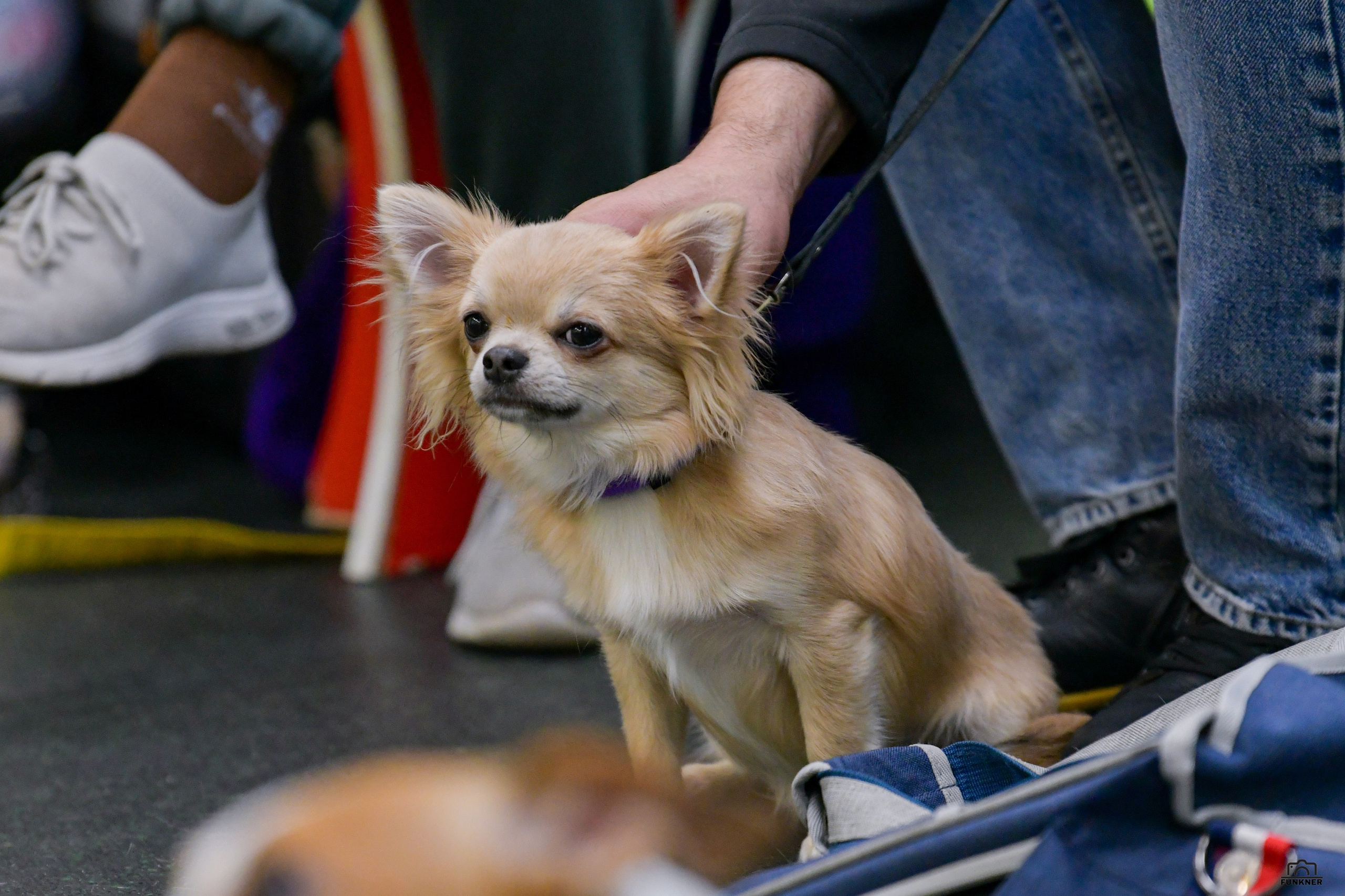 Кинологический клуб «Бодрый хвост». Свой взгляд через объектив