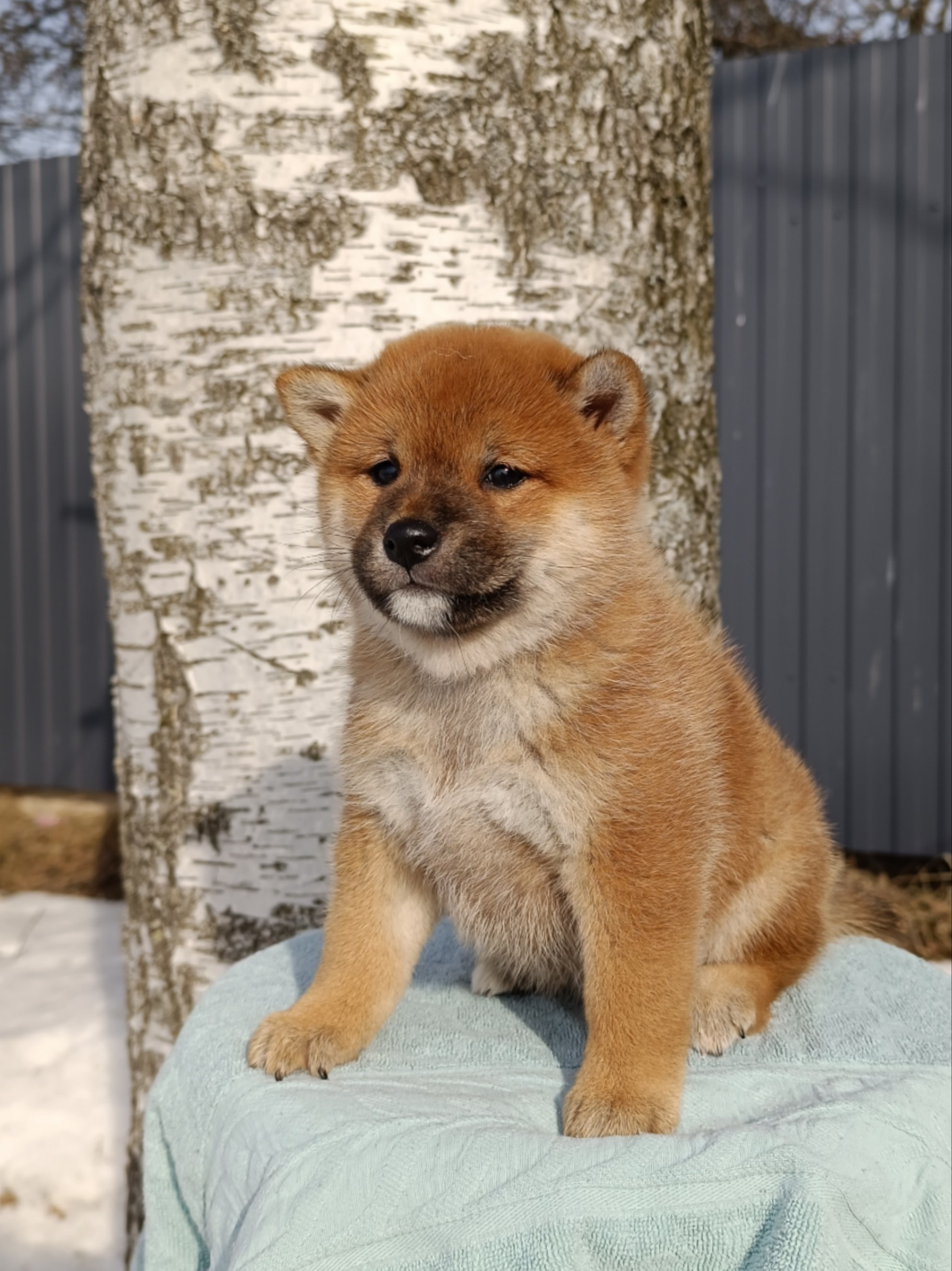 Сиба Rubylight Ellis питомник Рубилайт 