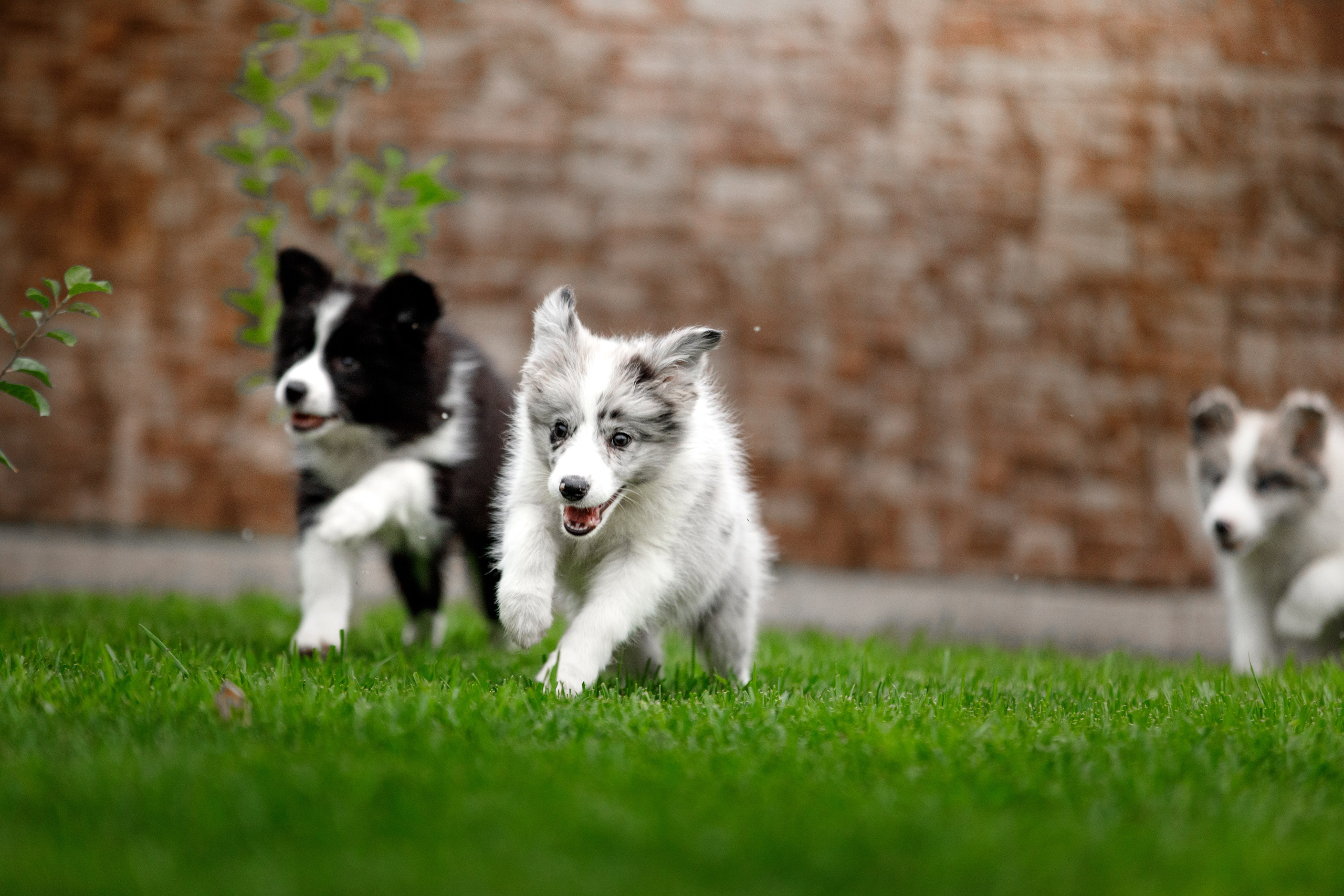 Болтовня в саду. О нас