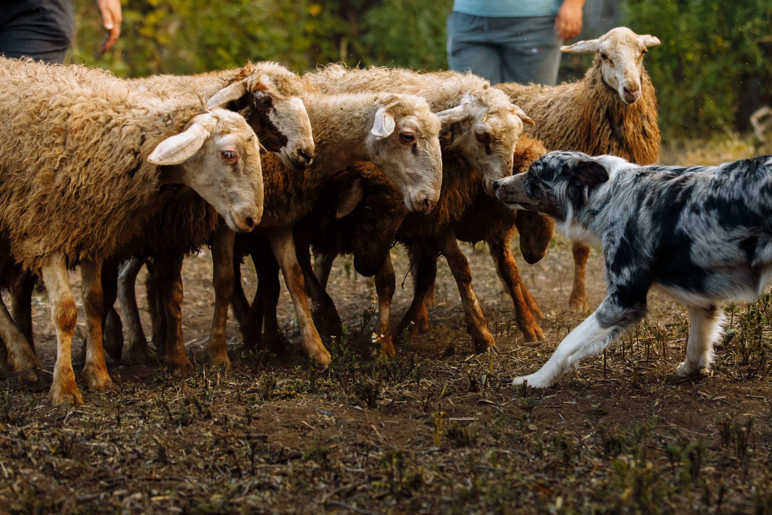 Овечий день. О нас