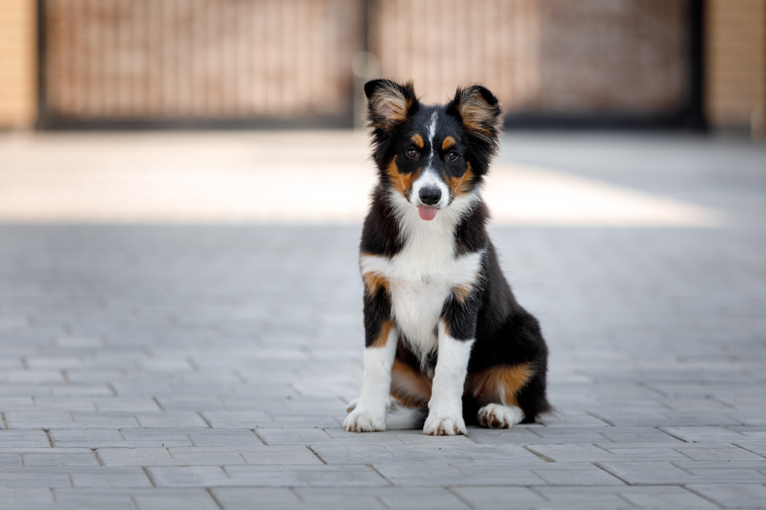 Смешарики. О нас