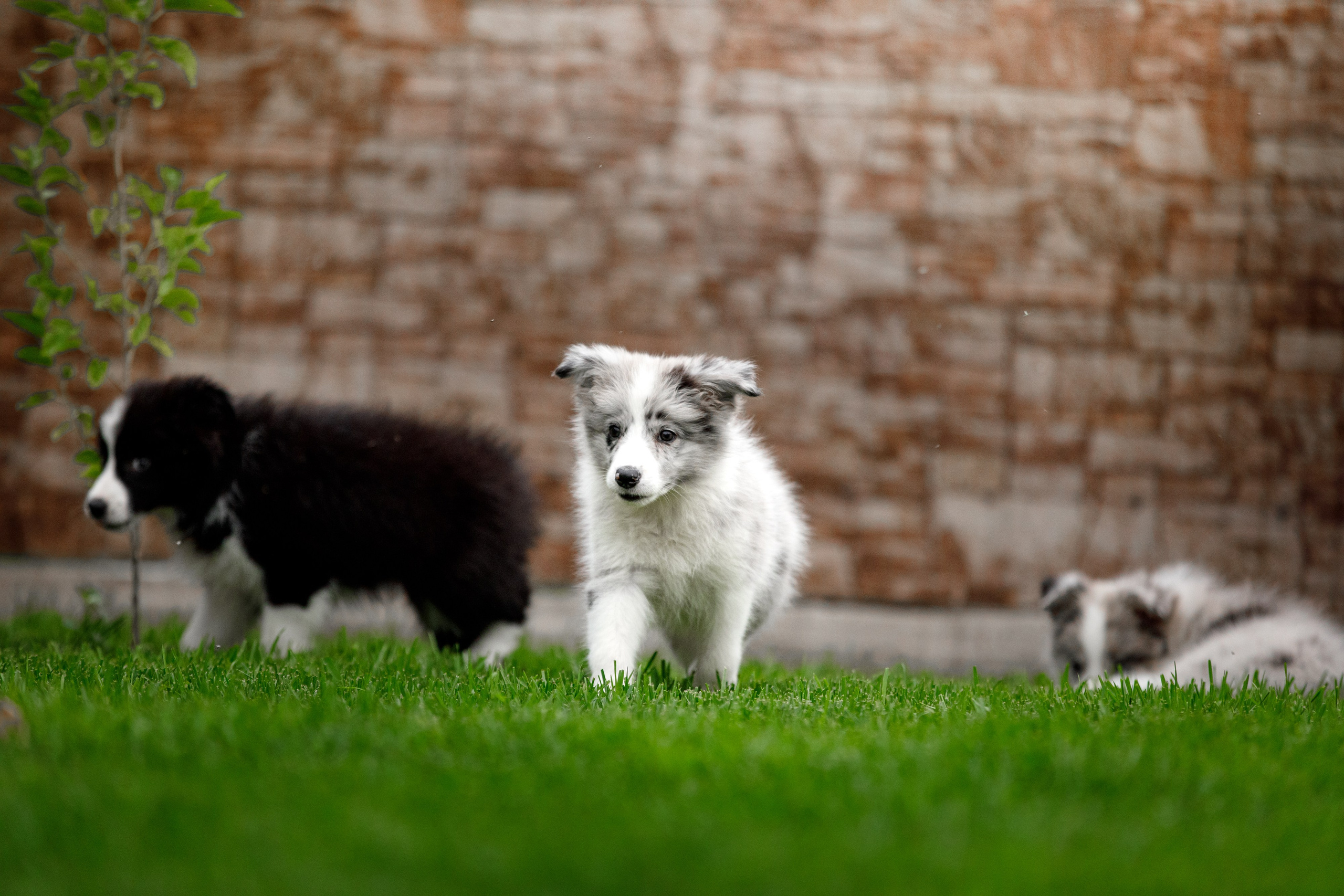 Болтовня в саду. О нас