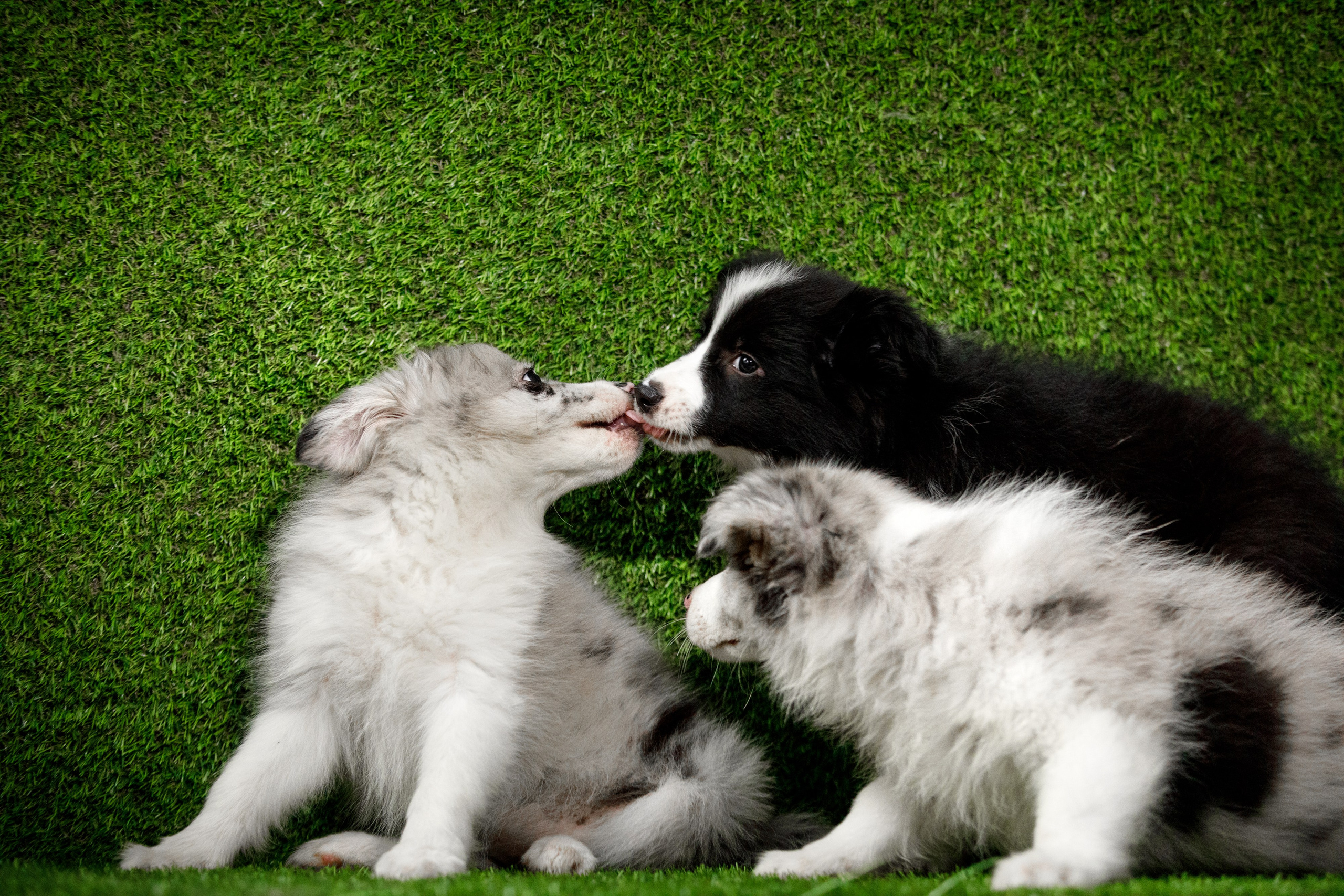 Болтовня в саду. О нас