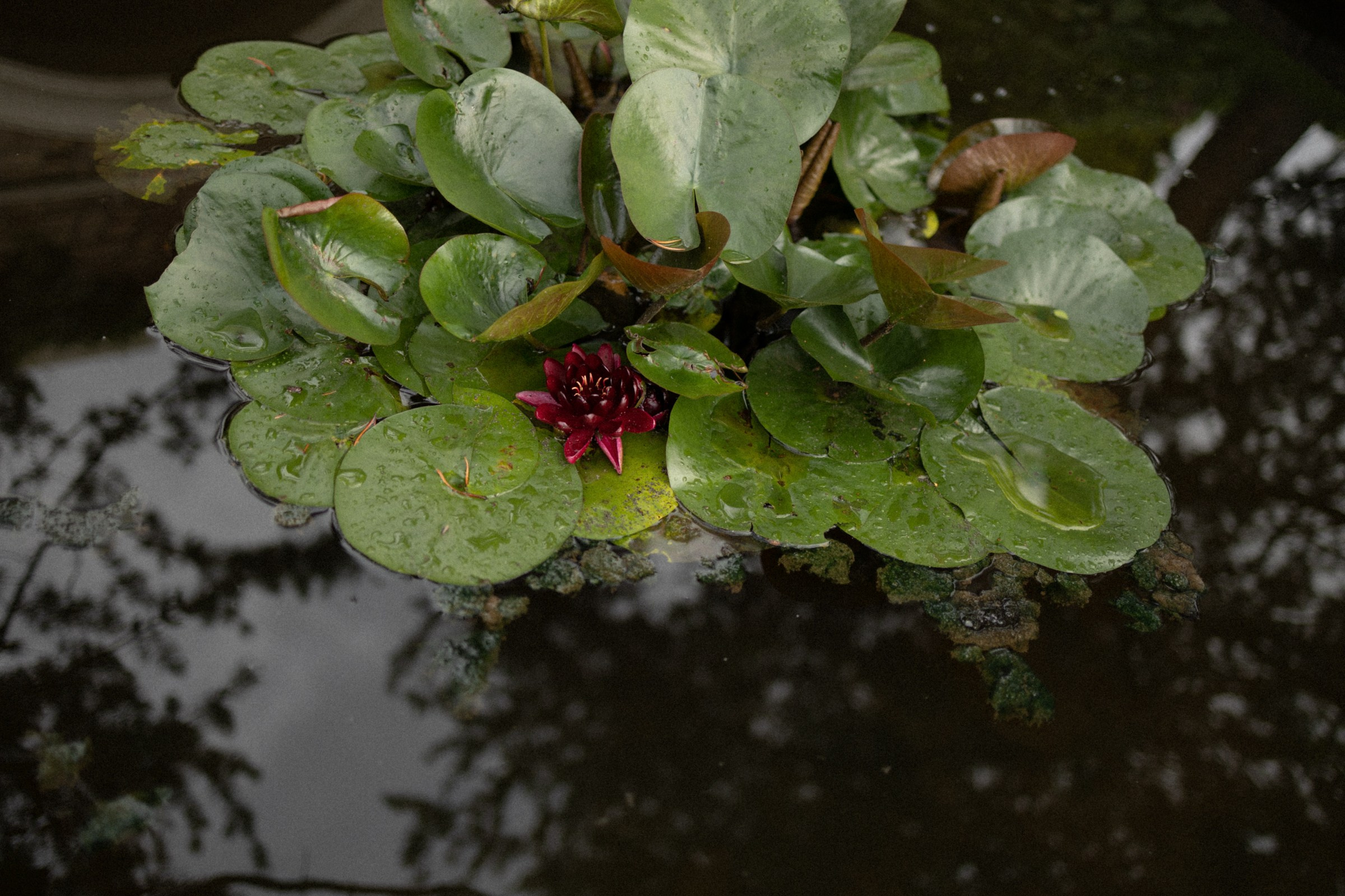 Made in Italy. Фотограф Daria Wilner