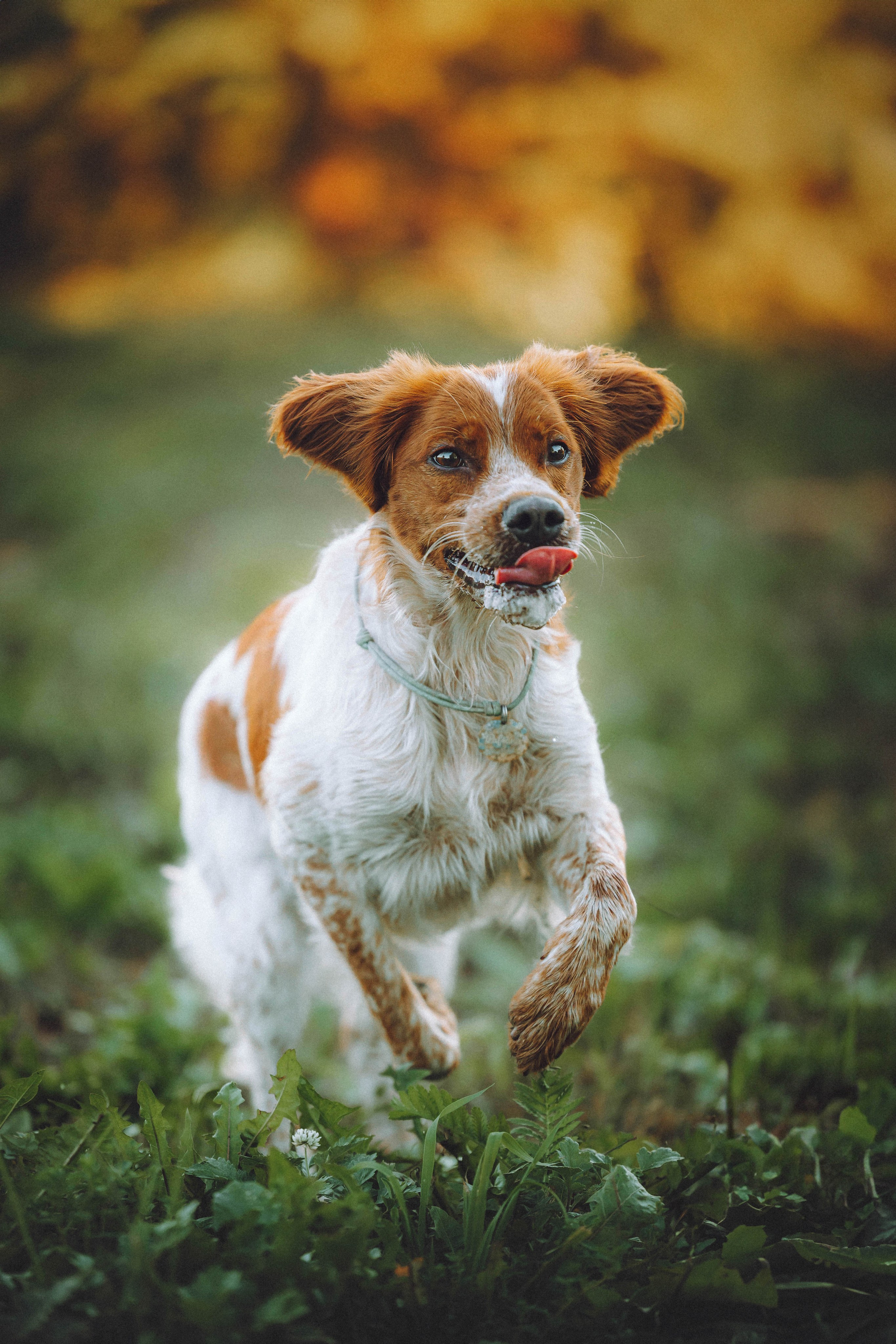 Камри и Пафи