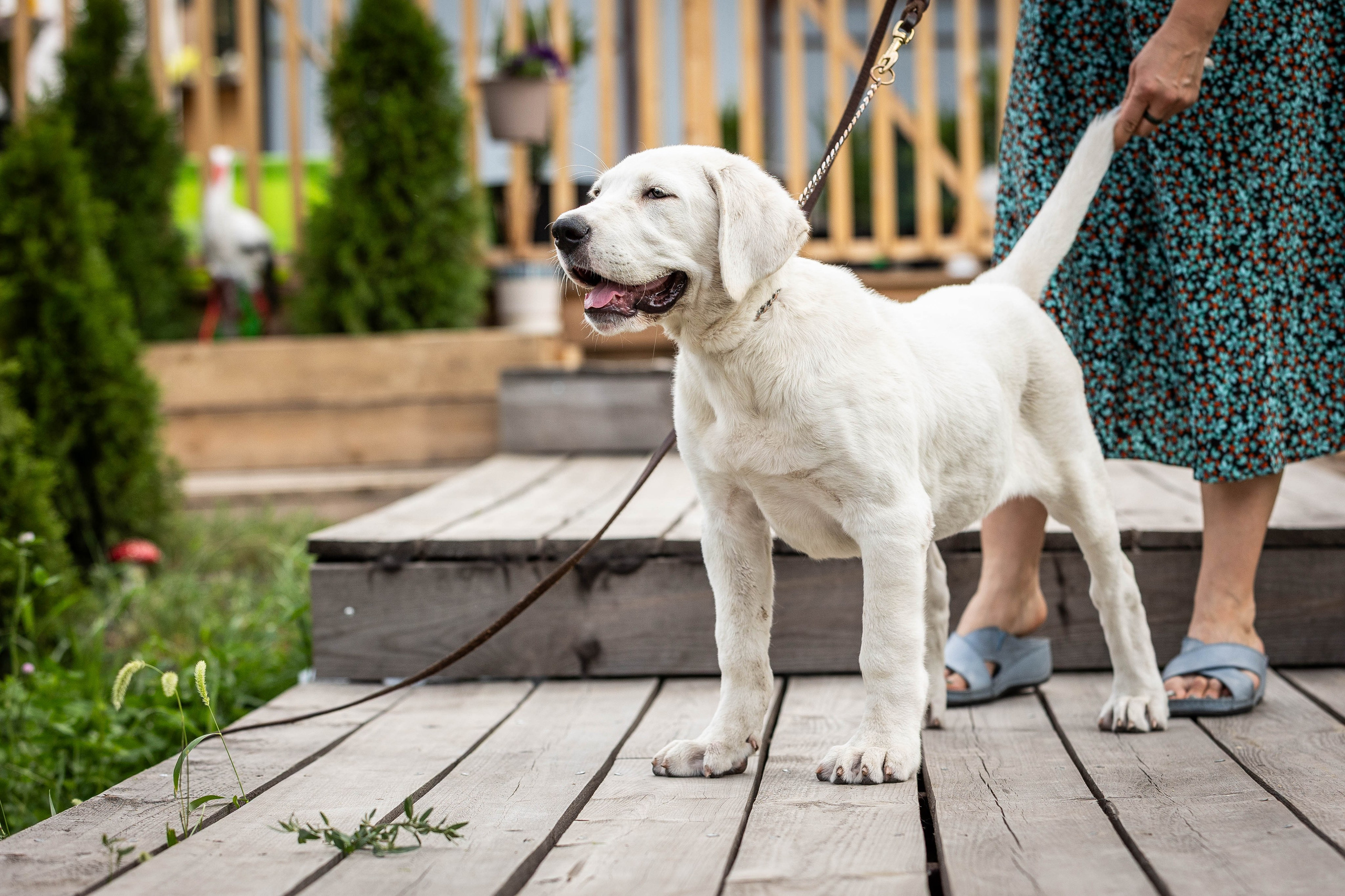 Иншала и Сирена. Фотограф-АниМалист Анна Абрамова