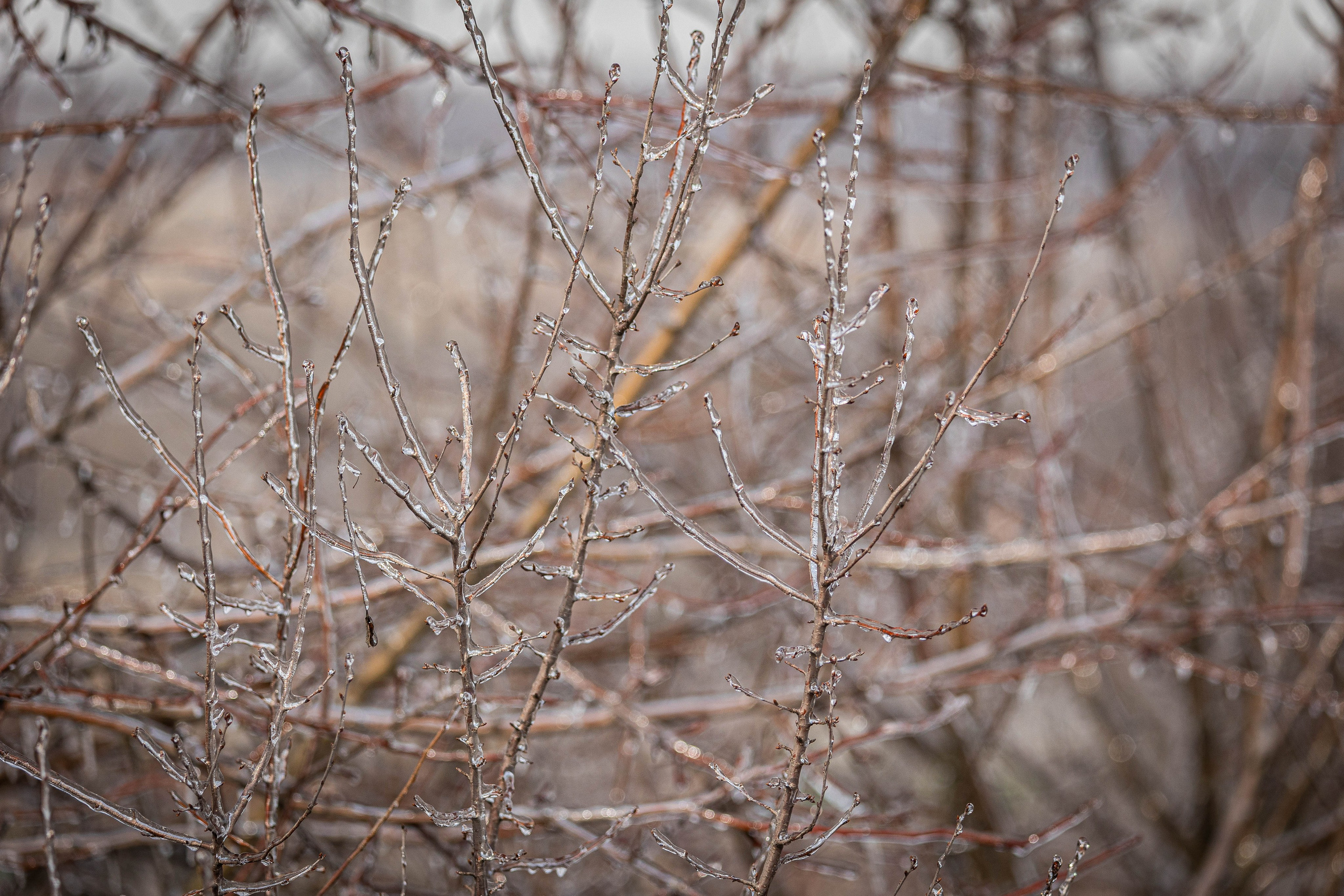 Дикий животный мир. Фотограф-АниМалист Анна Абрамова