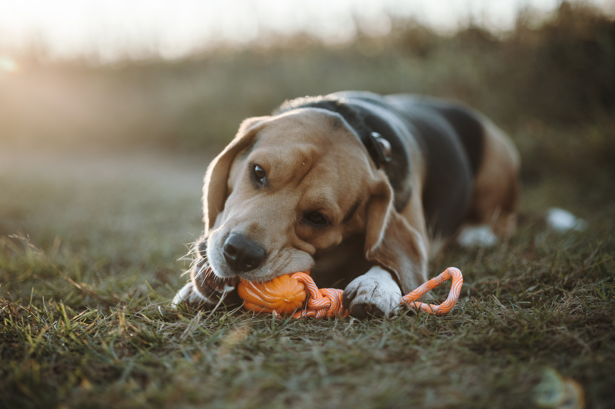 Оуджи и его семья. Фотограф — Анималист | Санкт-Петербург