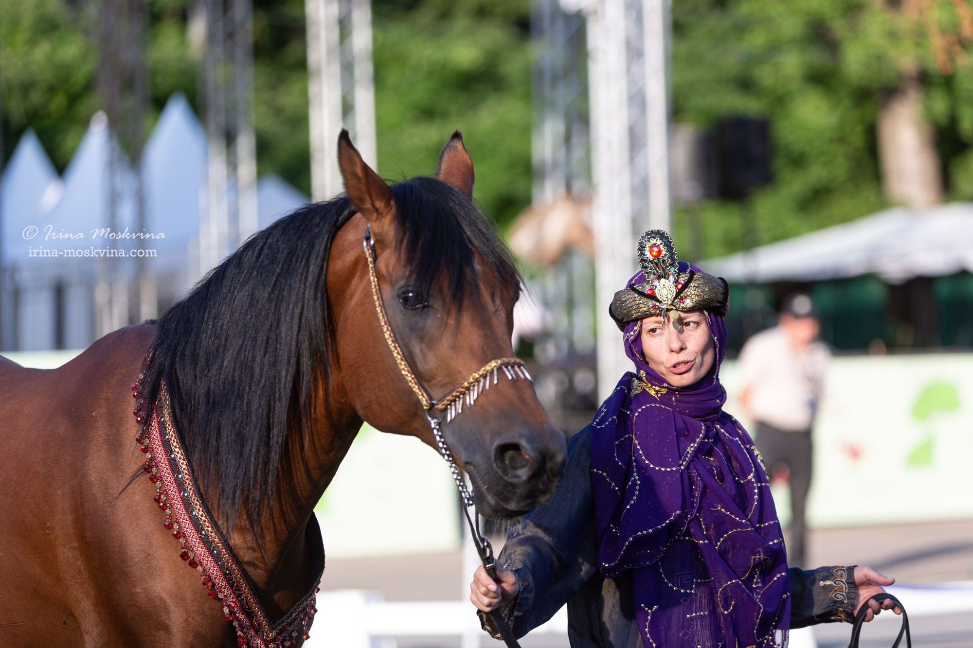 Арабская чистокровная порода
