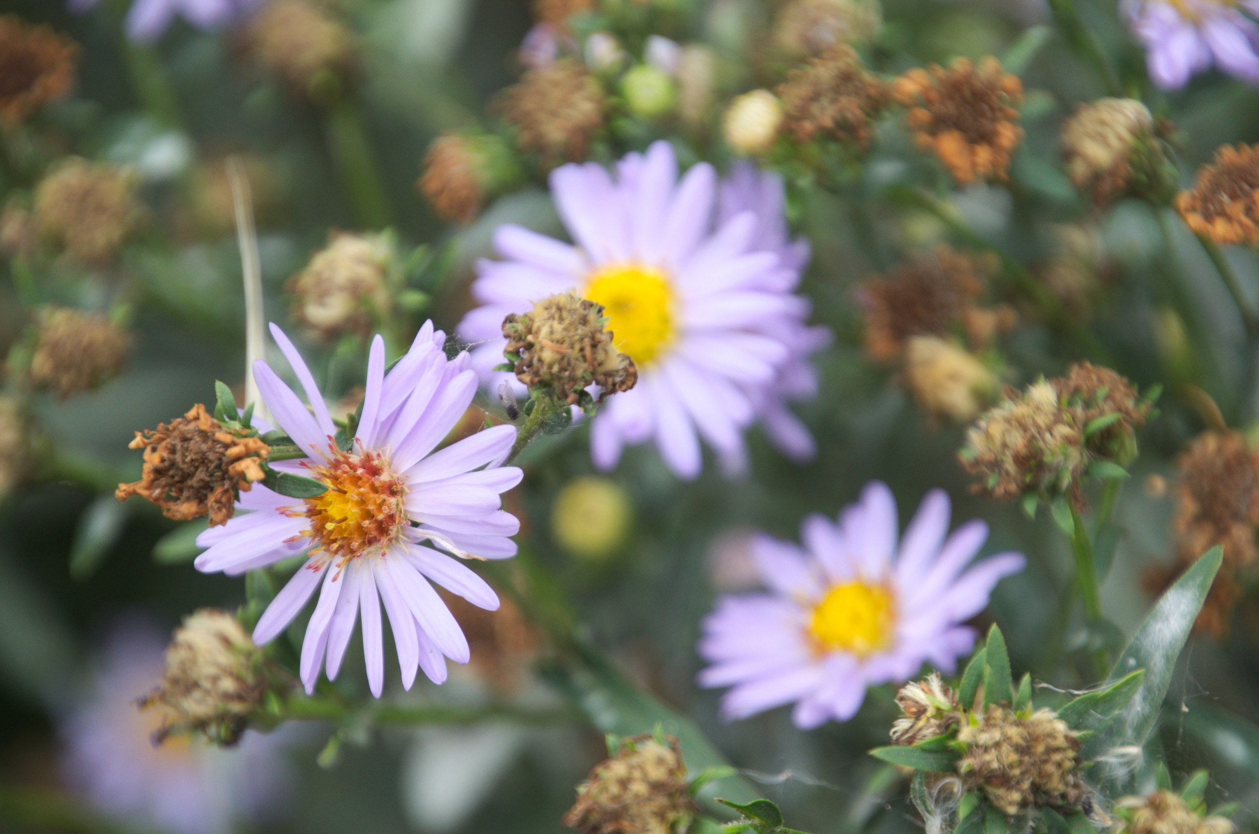 Боровск и парк птиц «Воробьи» | 17.09.2017. Галерея Фантим