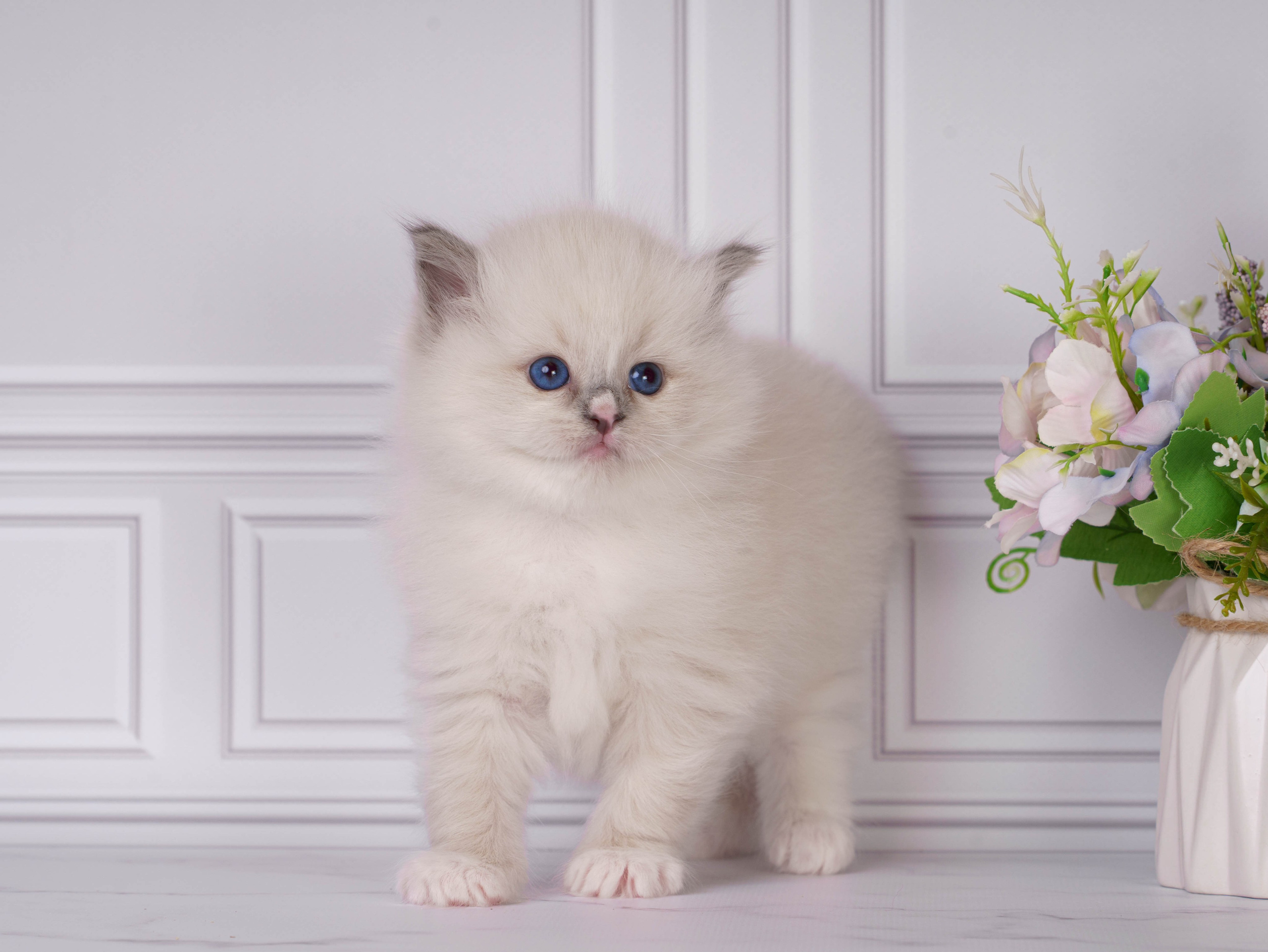 Котята рэгдолл от Loyal Adore. Питомник рэгдолл Loyal Adore