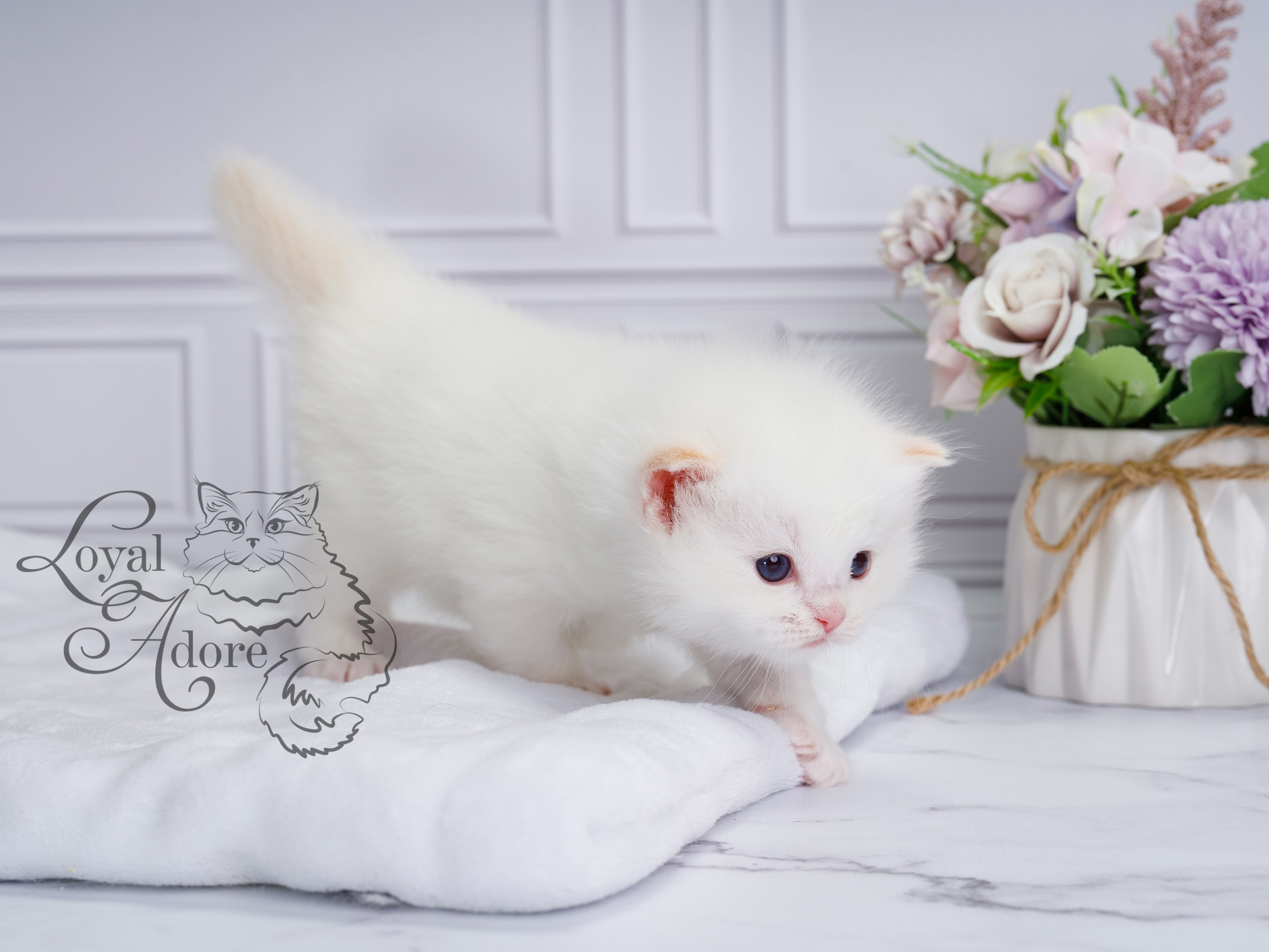 Котята рэгдолл от Loyal Adore. Питомник рэгдолл Loyal Adore