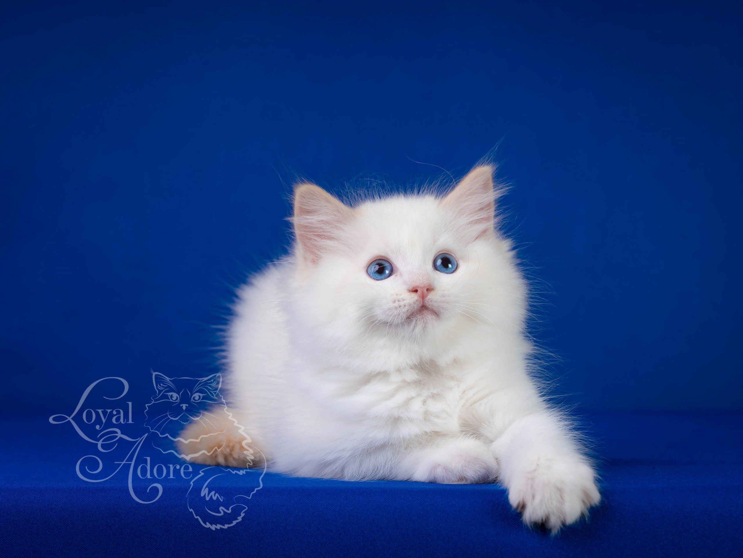 Котята рэгдолл от Loyal Adore. Питомник рэгдолл Loyal Adore