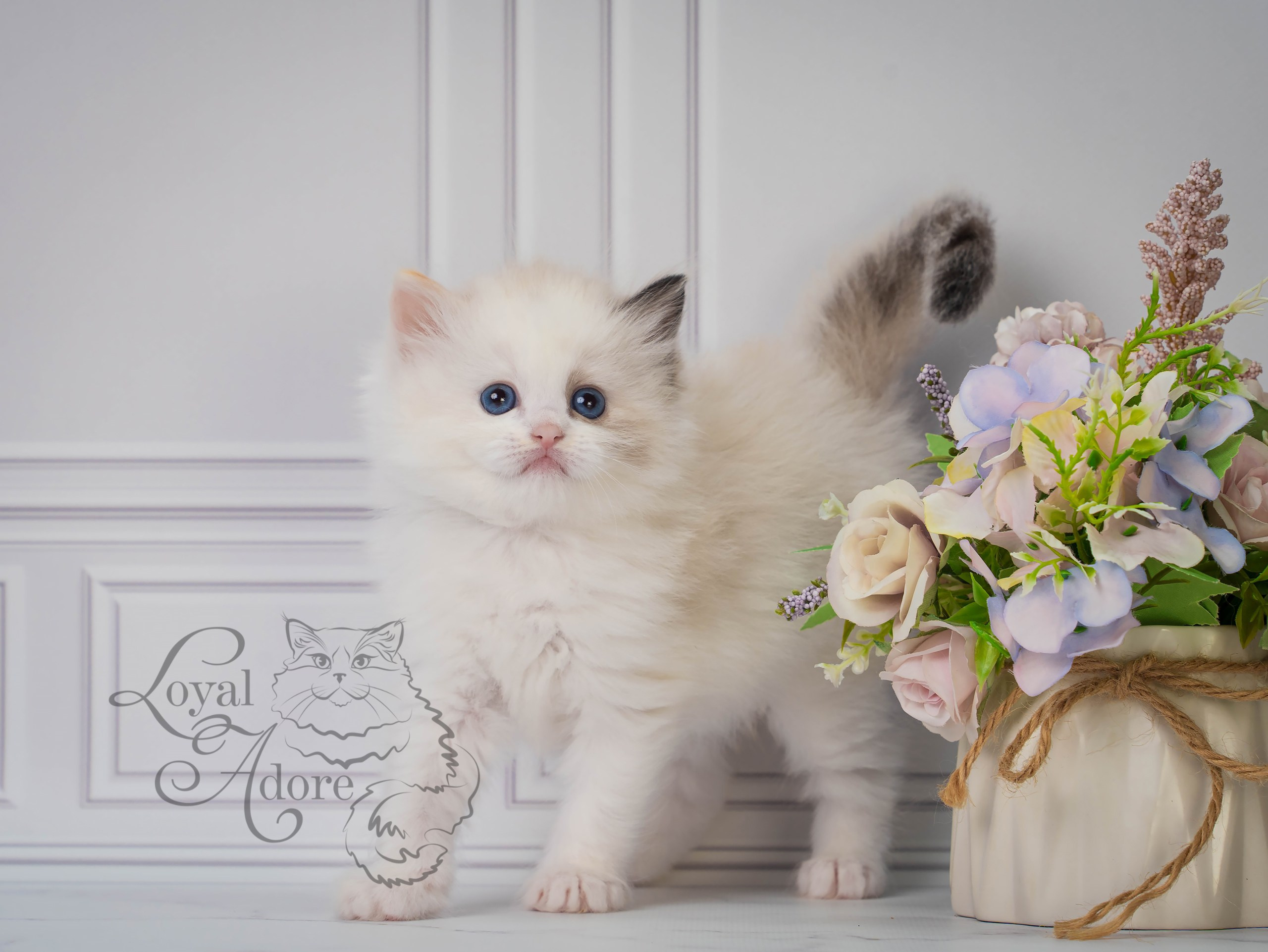 Котята рэгдолл от Loyal Adore. Питомник рэгдолл Loyal Adore