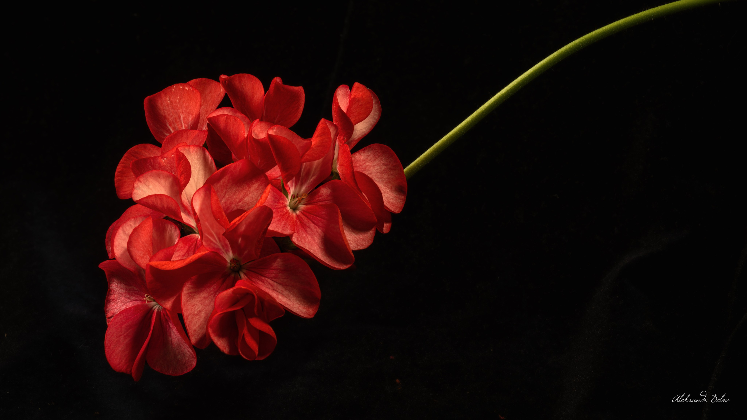 Цветы. Пейзажный и семейный фотограф в Санкт-Петербурге Александр Белов