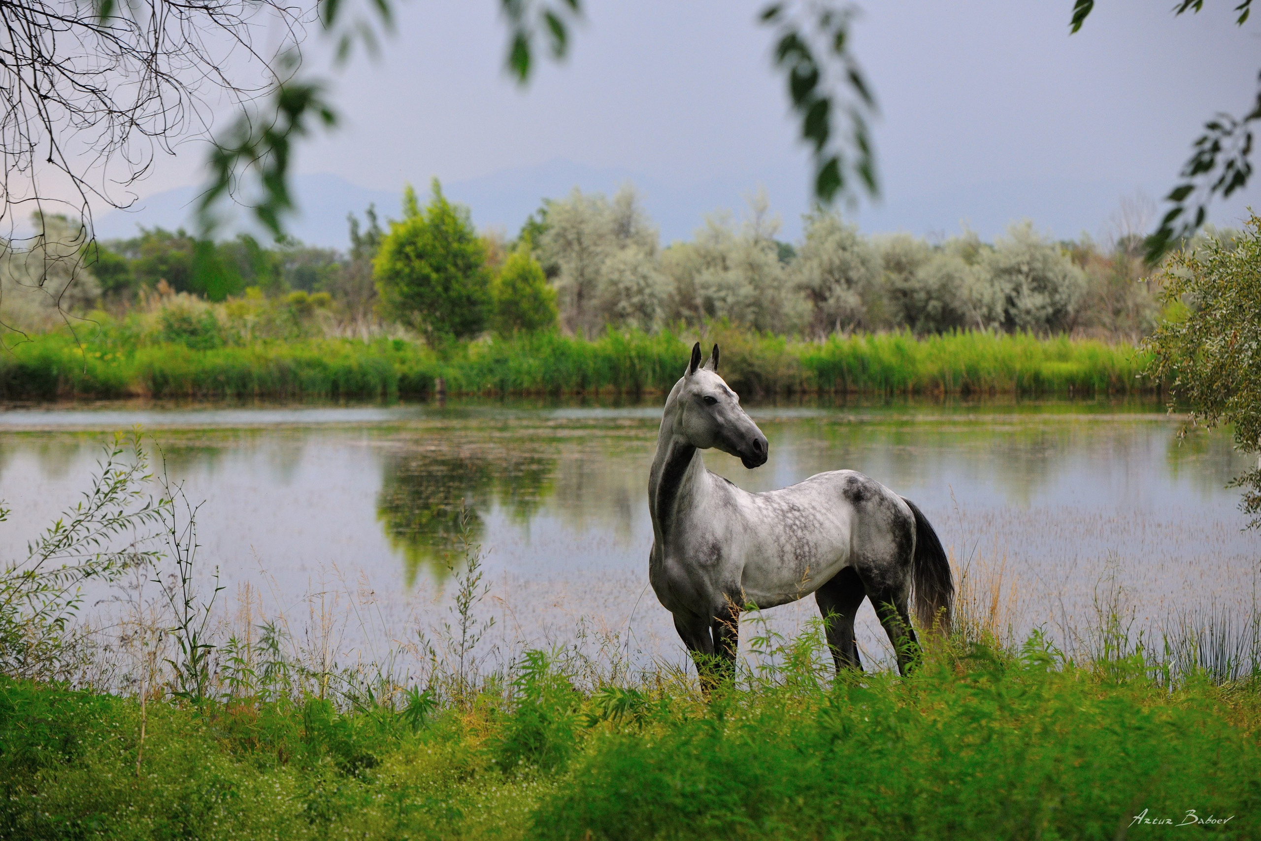 Gallery. Art photos of horses — ARTUR BABOEV | Photographer